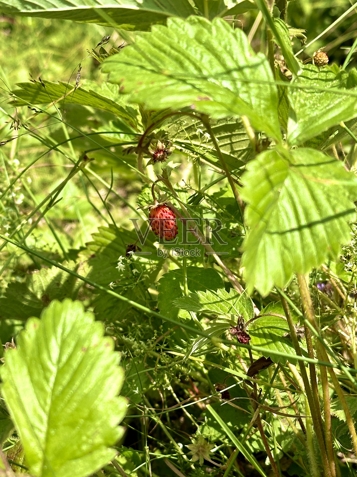 野生草莓（Fragaria vesca）在森林中的绿叶间生长照片摄影图片
