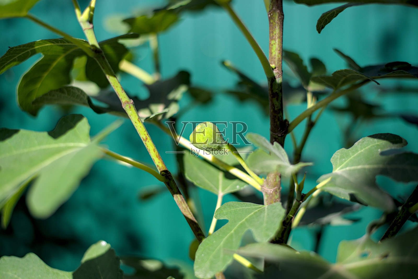 树上的绿色无花果照片照片摄影图片