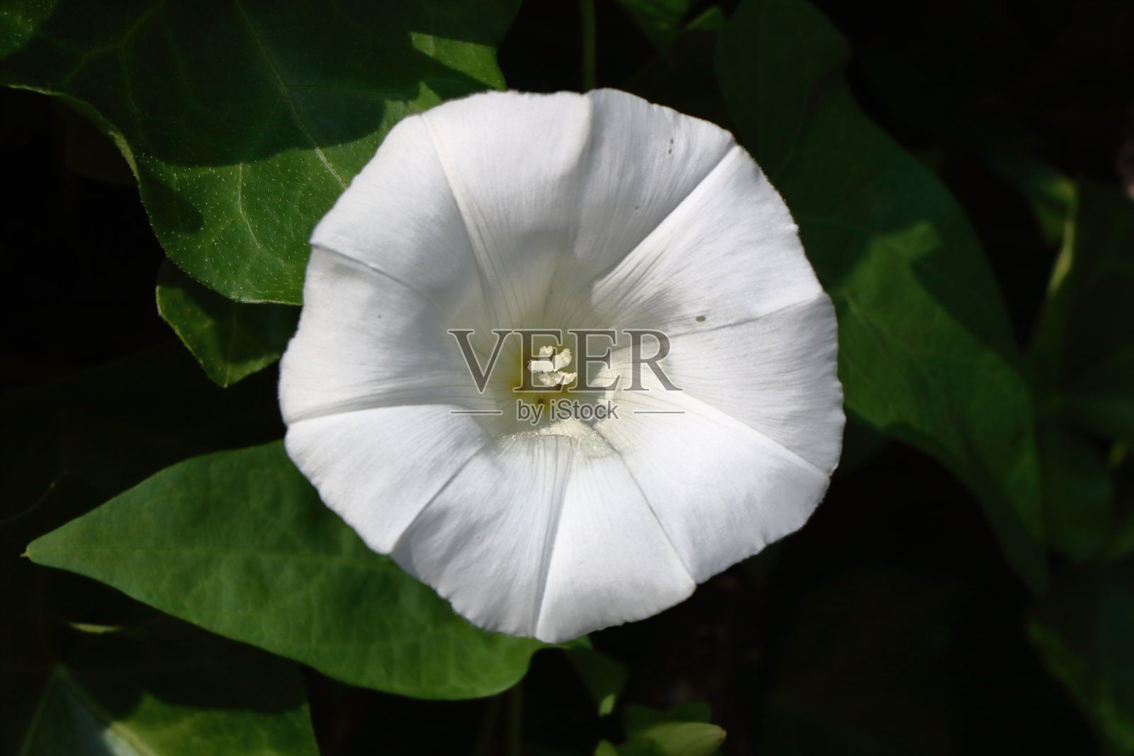 卡利斯特吉亚·塞皮乌姆（篱笆牵牛花）照片摄影图片