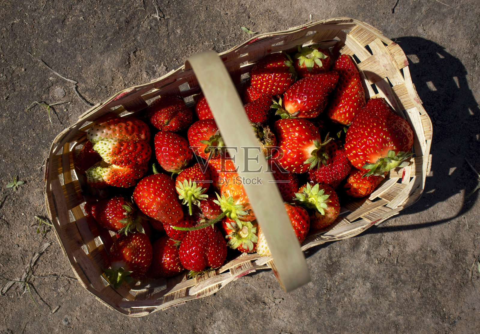 从上方看一个小藤编篮子，里面装满了新鲜采摘的草莓，放在田地的地面上。照片摄影图片