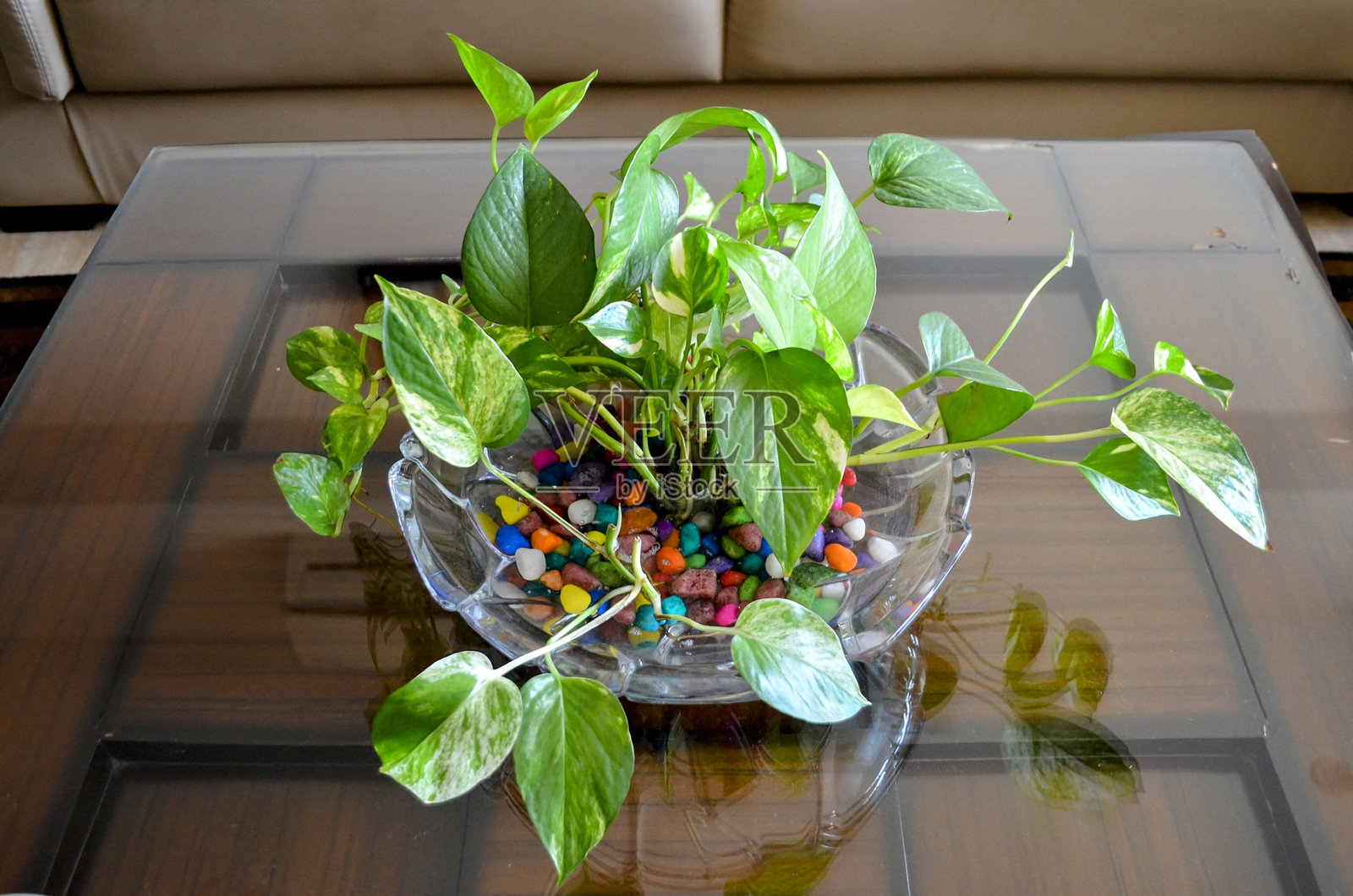 金钱树是一种属于天南星科的开花植物。该植物有多种常见名称，包括黄金 pothos、锡兰藤、常春藤天南星、发财树和魔鬼常春藤。照片摄影图片