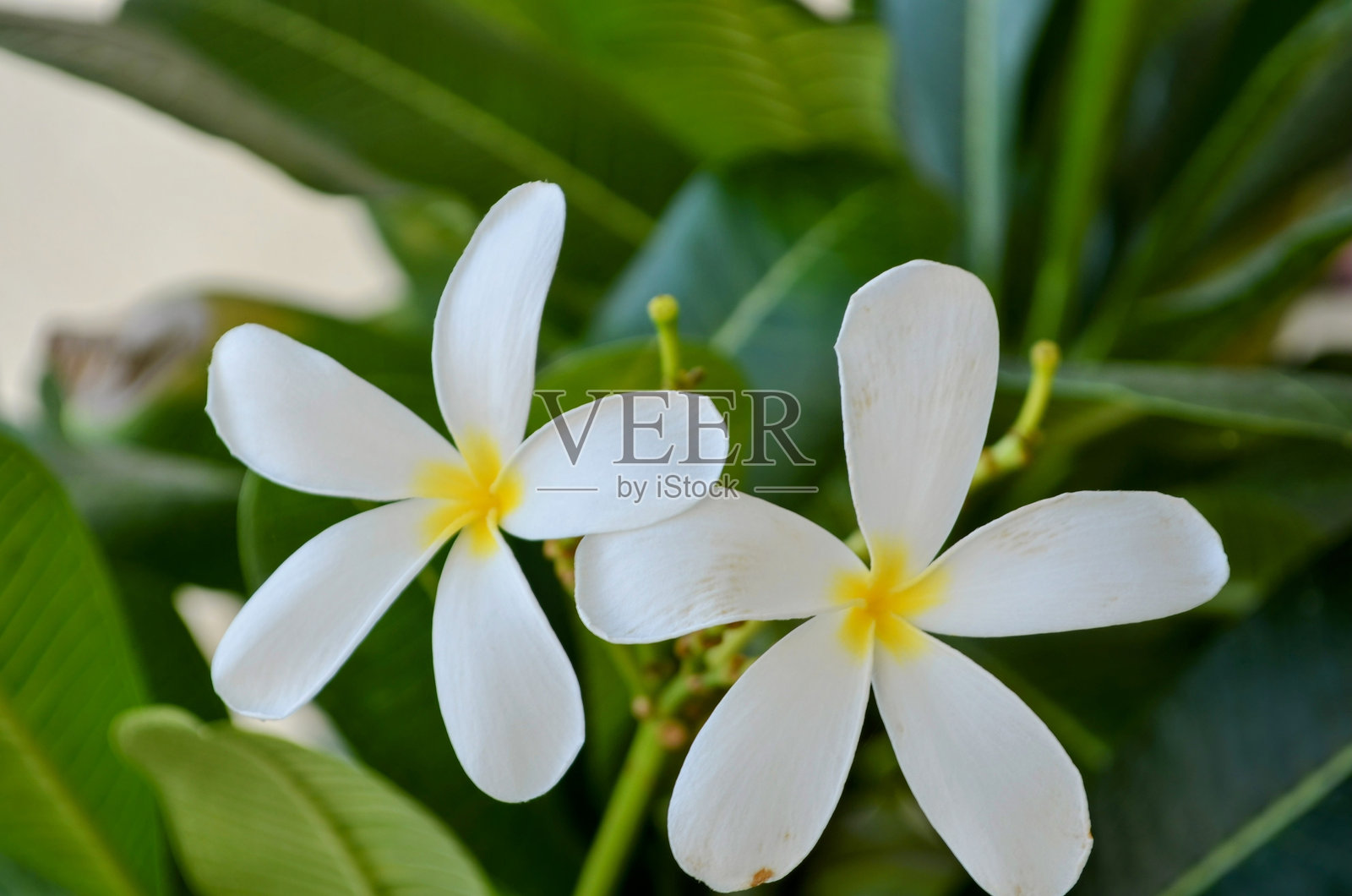 夹竹桃属（Plumeria），又称为鸡蛋花，是夹竹桃科（Apocynaceae）下的一个开花植物属，属于拉乌沃尔菲亚亚科（Rauvolfioideae）。它是一种落叶小树，繁殖容易，树上有绿色的叶子和白色的花。照片摄影图片