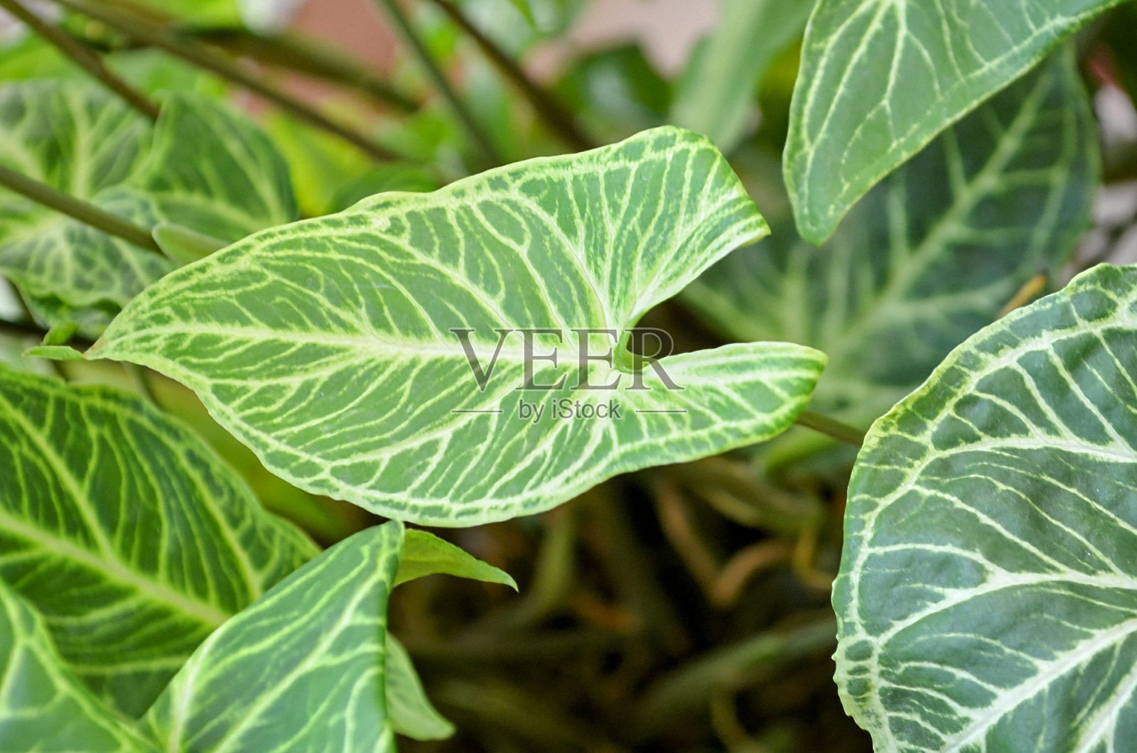 箭头草（Syngonium podophyllum）是一种天南星科植物，常作为室内植物栽培。常见名称包括箭头植物、鹅脚草和箭头菲洛登德龙。照片摄影图片