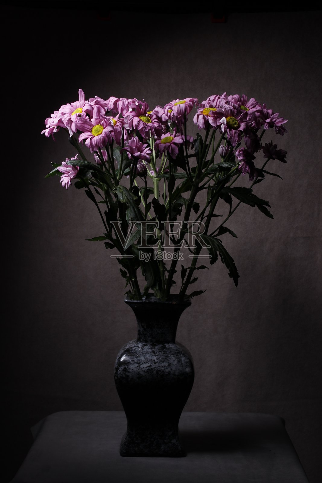 深色背景上的菊花照片摄影图片