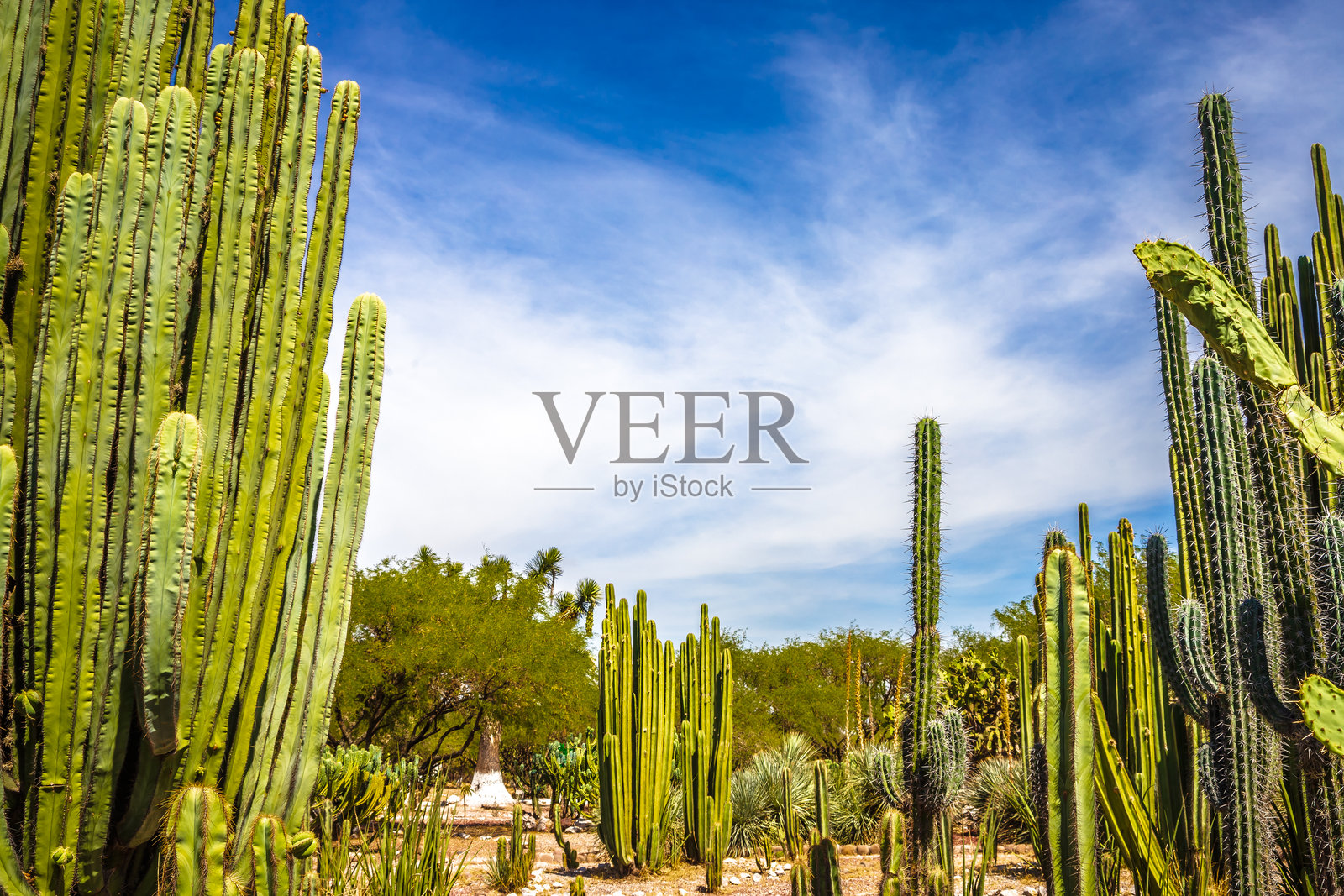 位于伊达尔戈州图拉德阿连德的长形仙人掌花园照片摄影图片