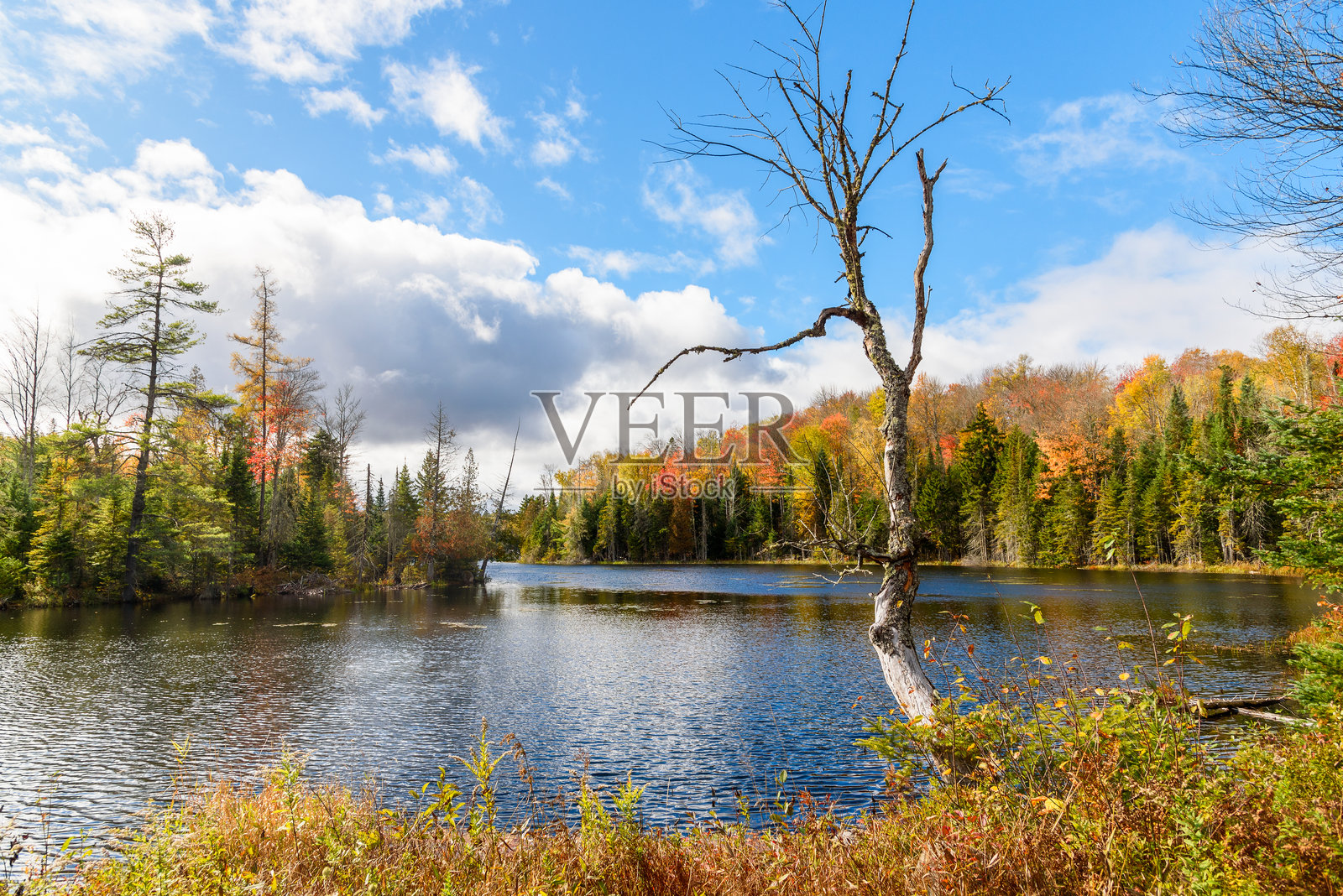 秋季色彩季节中的森林湖泊景观照片摄影图片