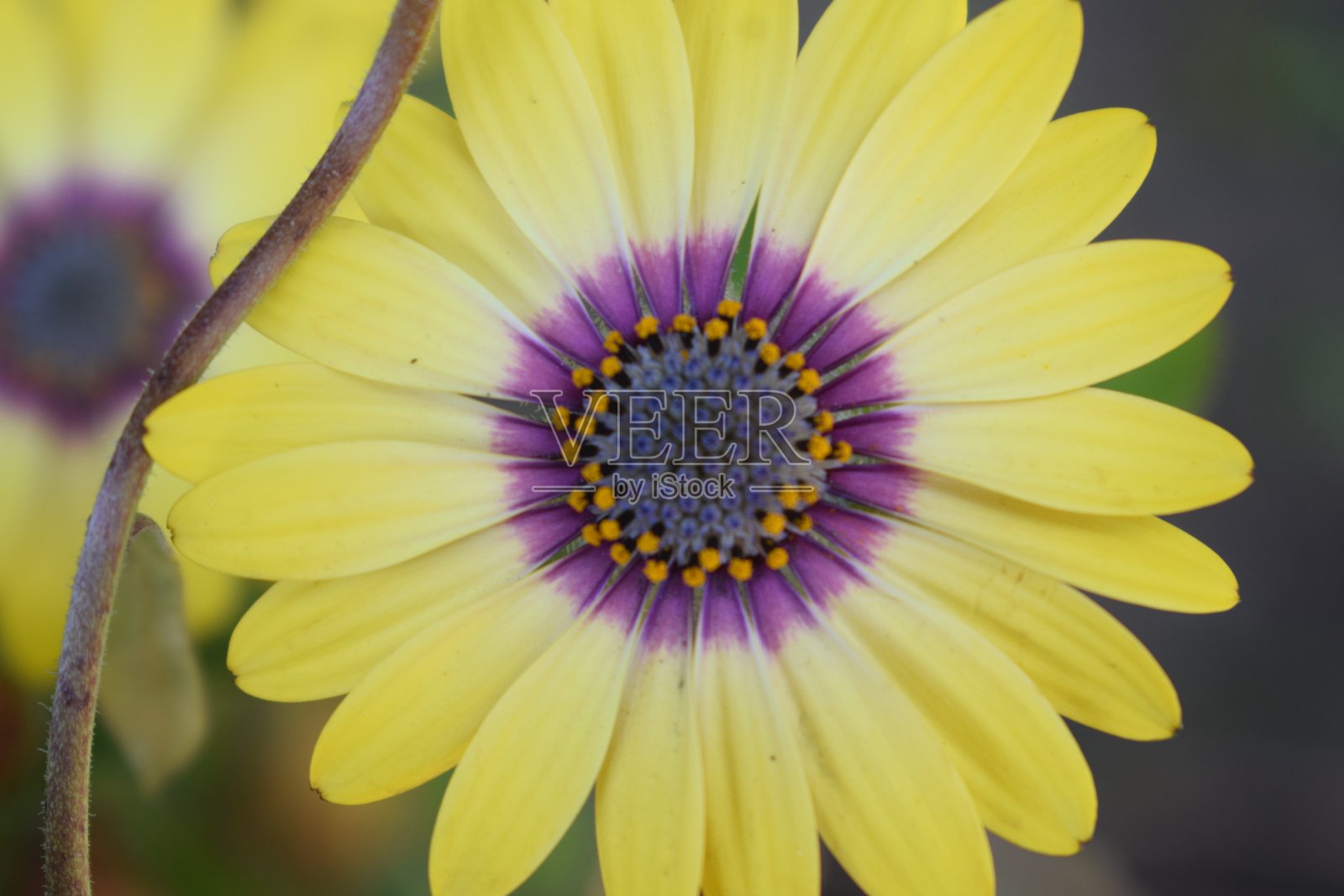 非洲雏菊照片摄影图片