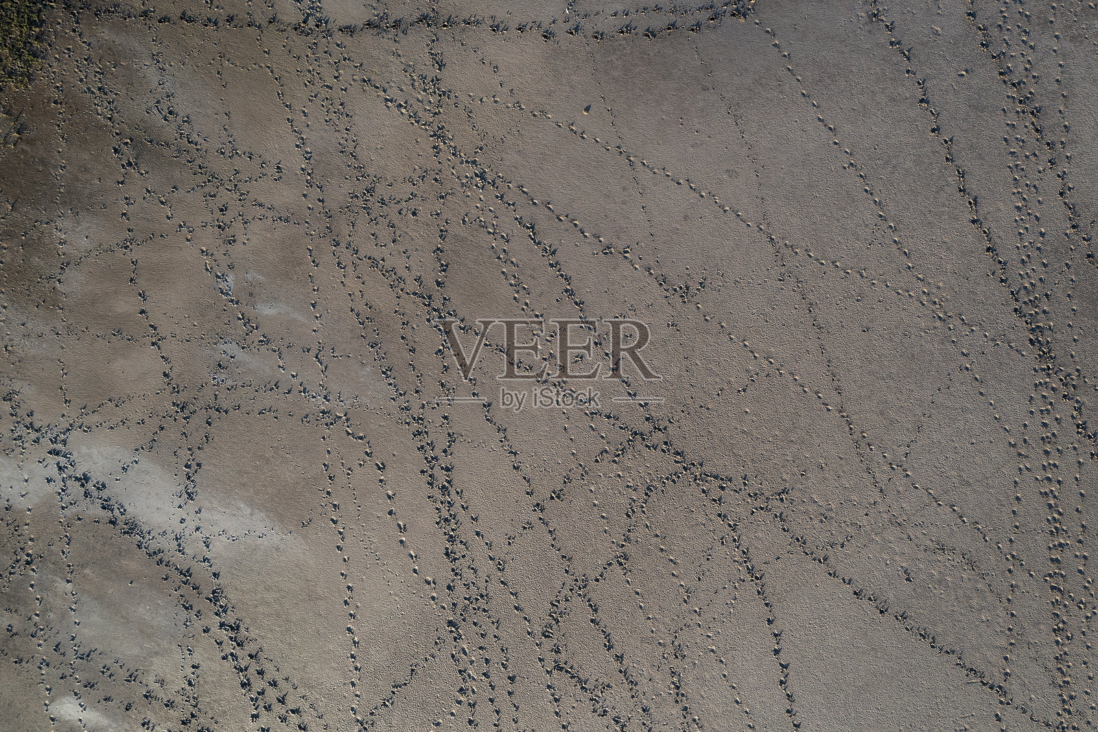 阿根廷拉潘帕省，干燥盐水泻湖环境中的沙滩动物脚印照片摄影图片