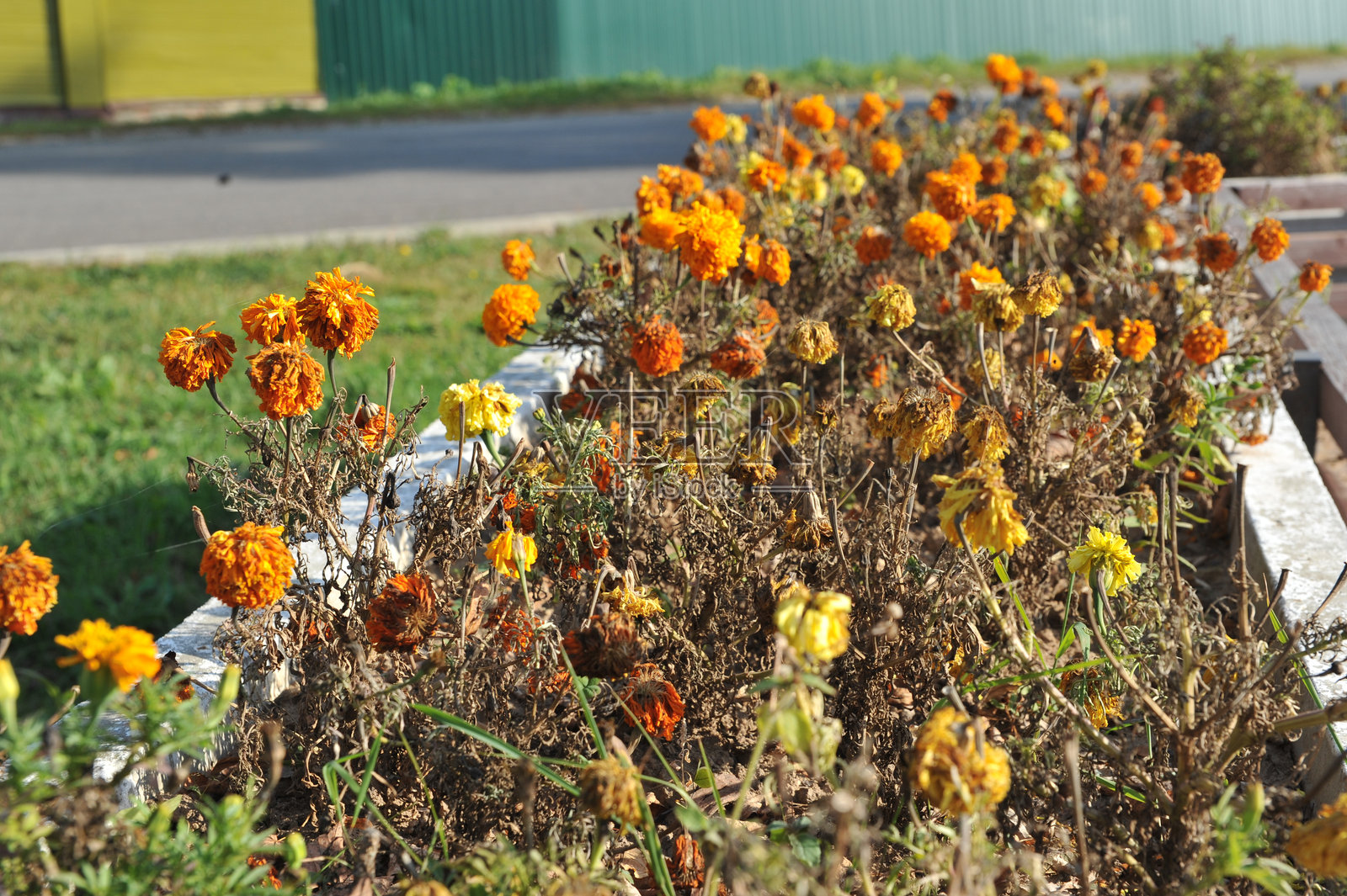 干花照片摄影图片