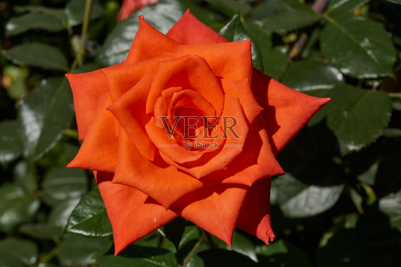 乡村别墅的花园里盛开着玫瑰。照片摄影图片