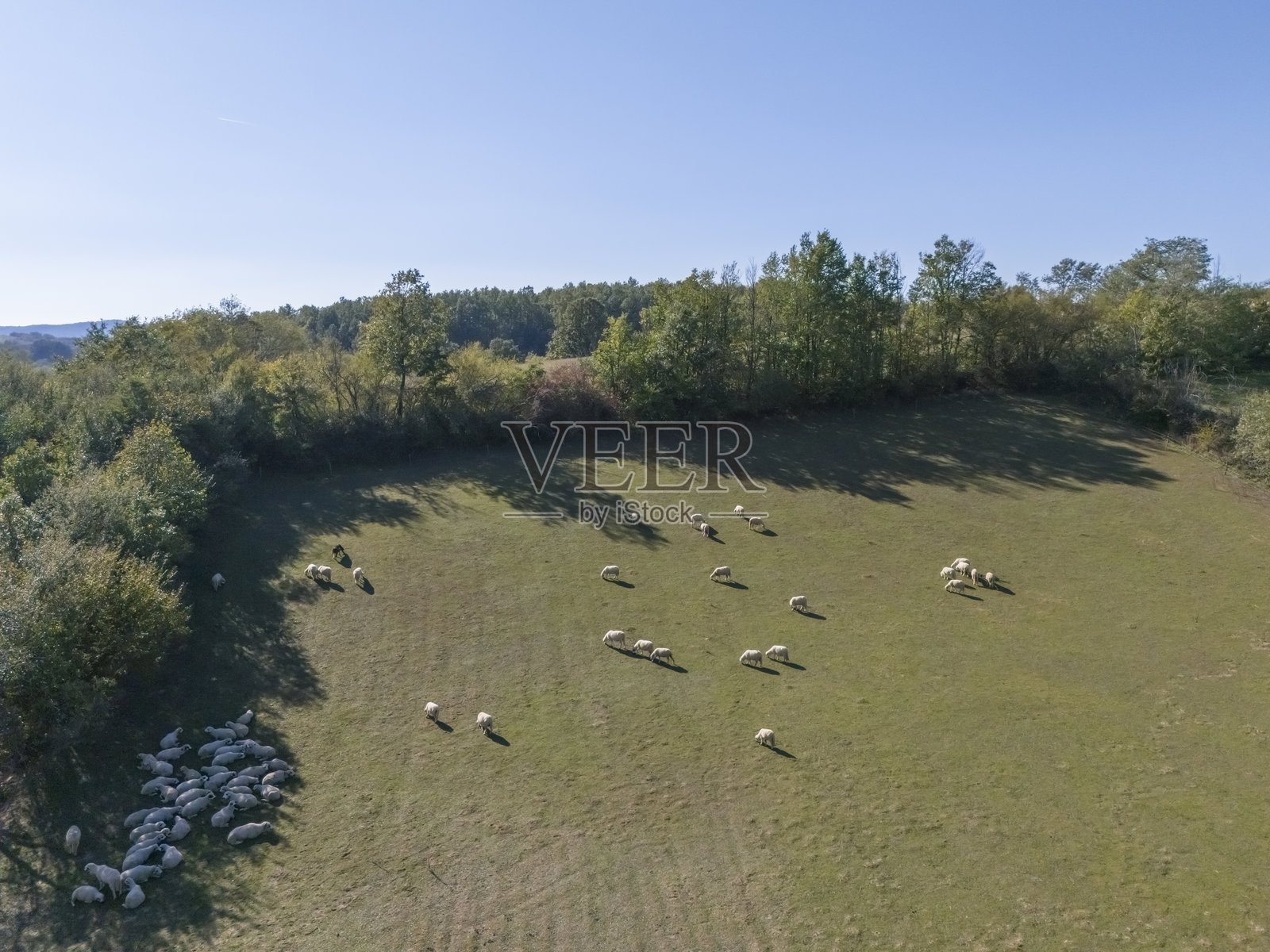 一群羊照片摄影图片