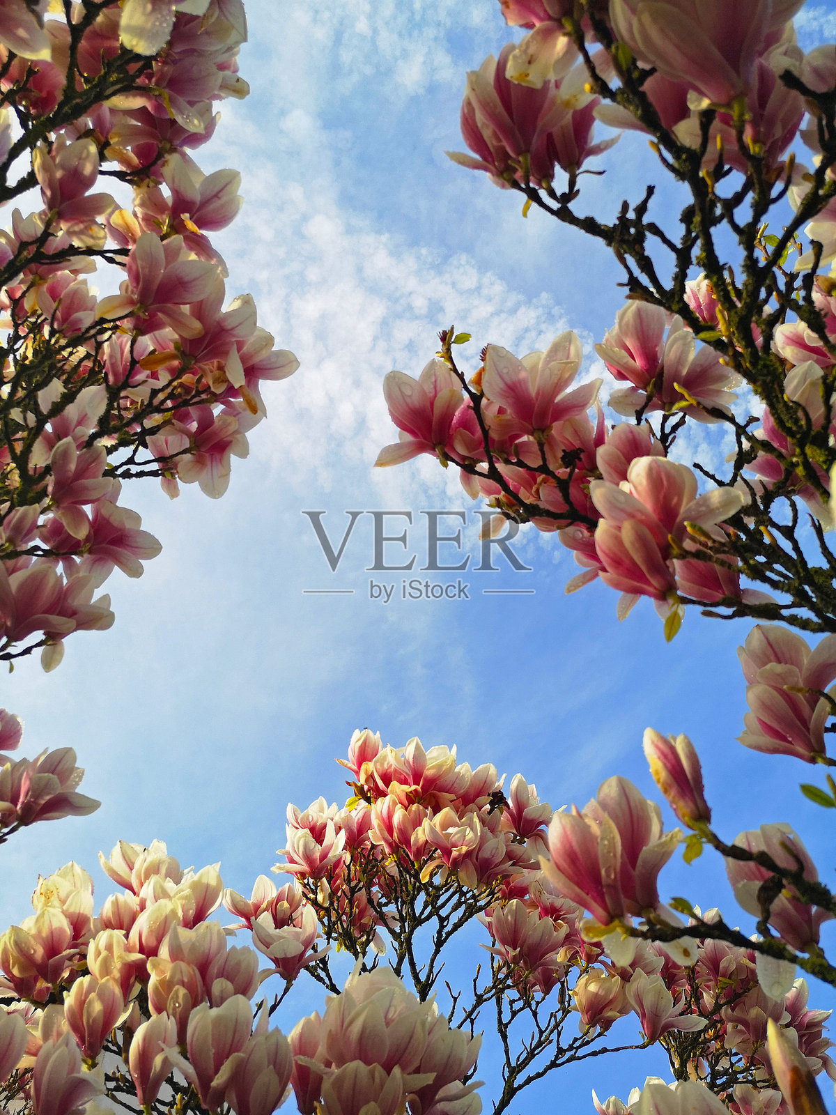 玉兰花绽放照片摄影图片