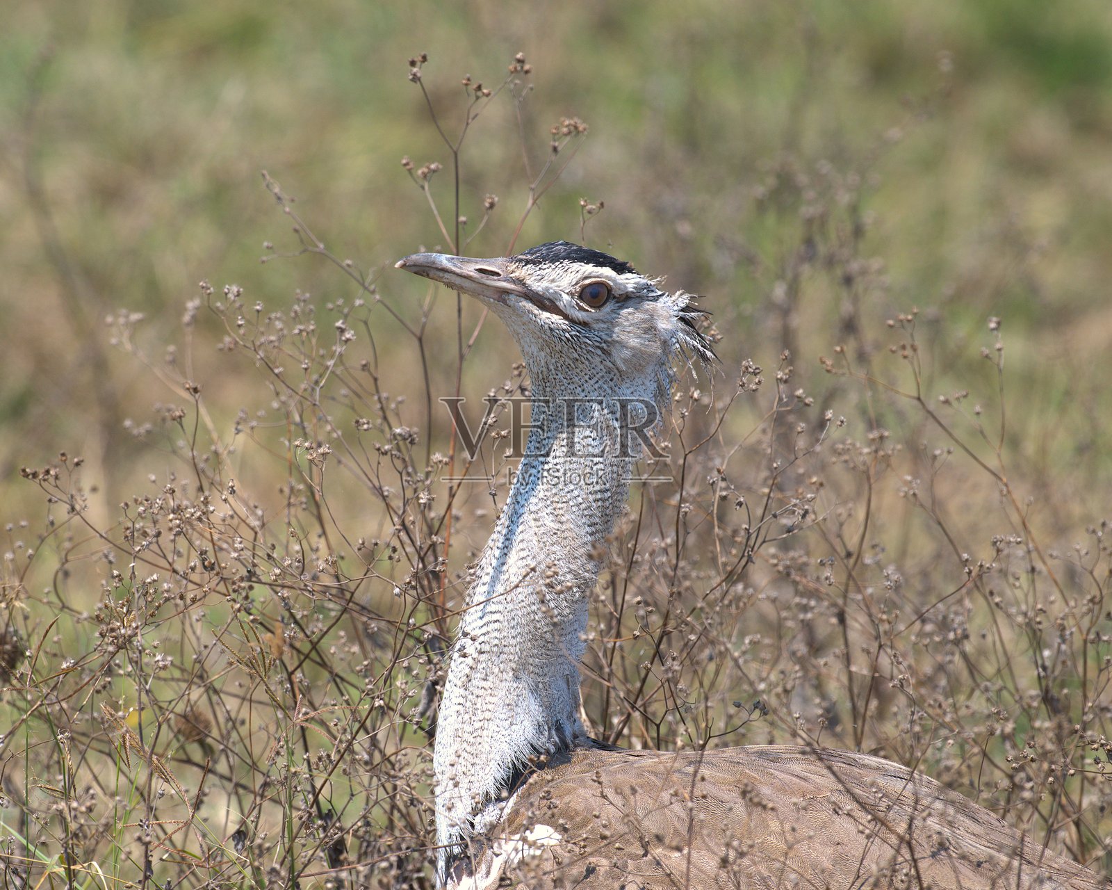 科里大鸨特写照片摄影图片