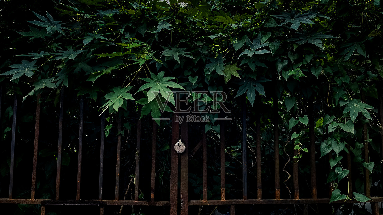 被灌木覆盖的锁住的旧铁门照片摄影图片