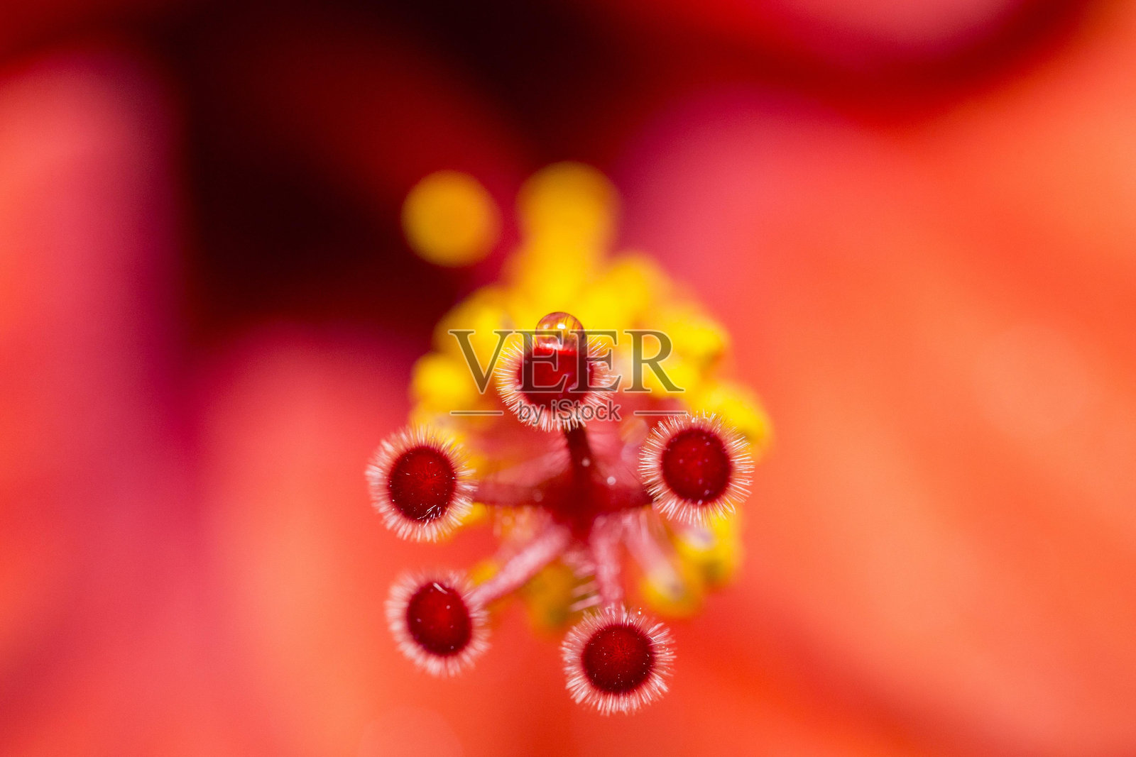 红色芙蓉花的特写，花柱上有水滴照片摄影图片