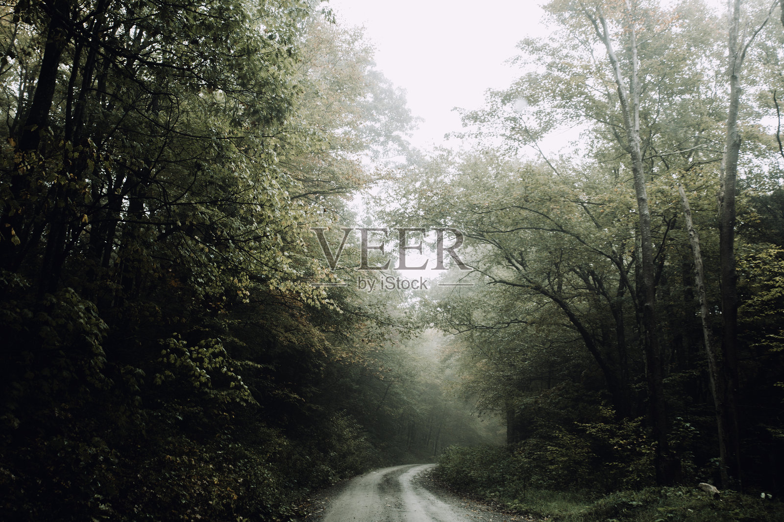 被浓密绿色植被包围的宁静乡村道路照片摄影图片