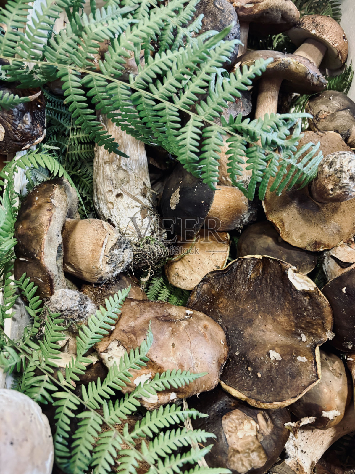 有机牛肝菌。照片摄影图片