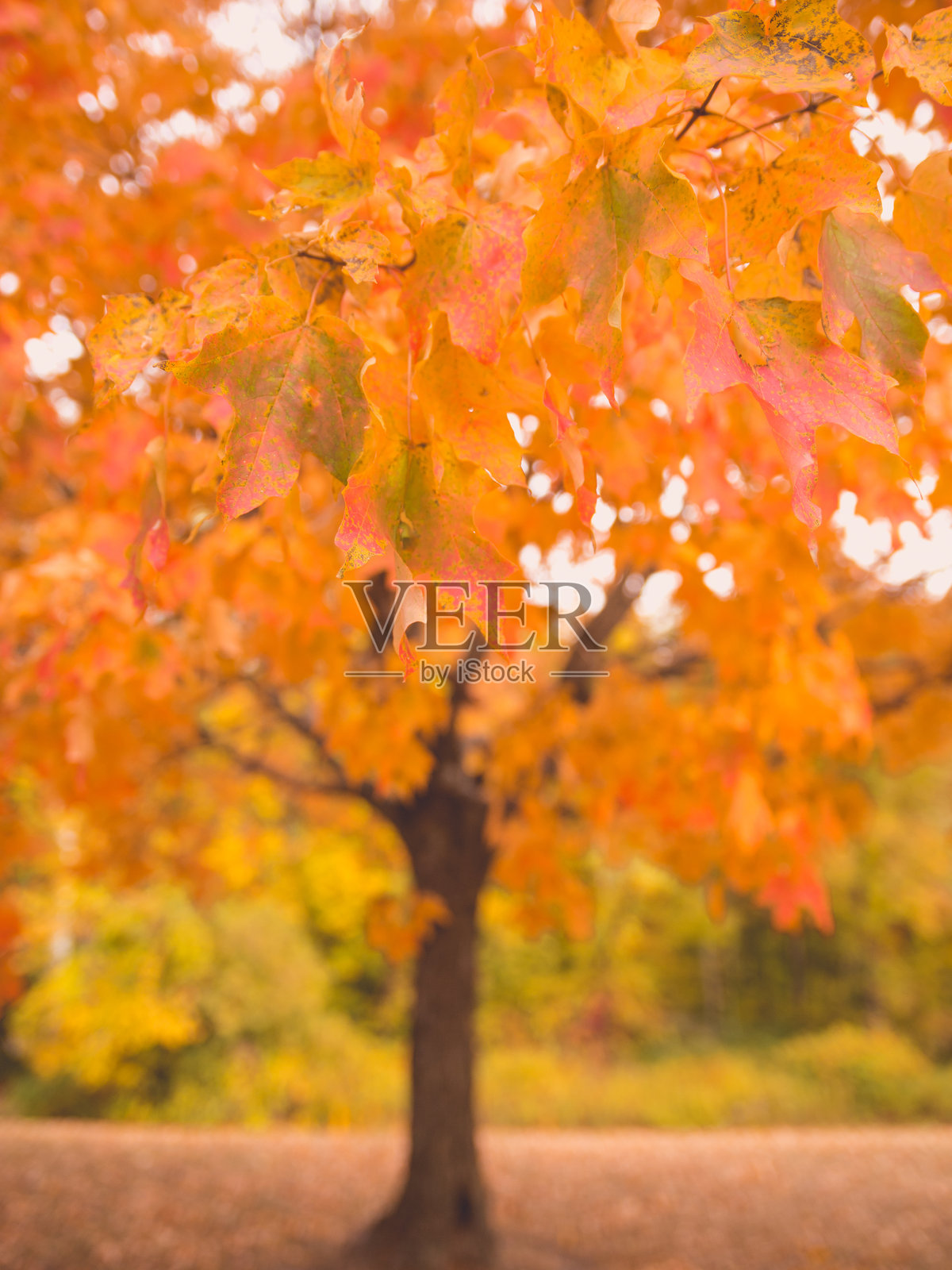 秋季垂直风景中美丽的橙色树叶照片摄影图片