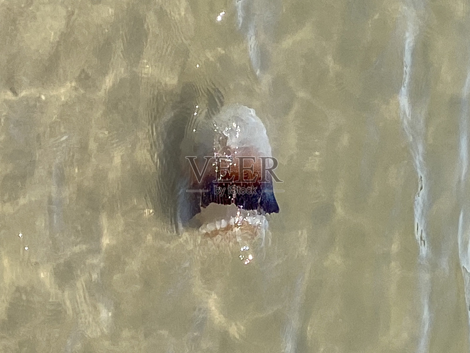 游泳的水母照片摄影图片