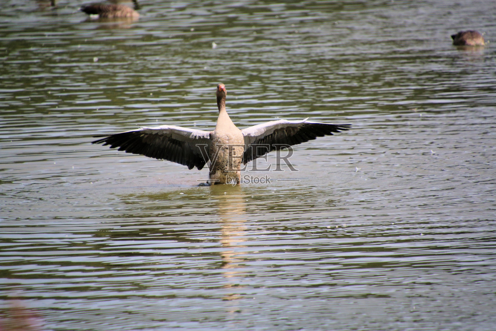 水中灰雁的景象照片摄影图片