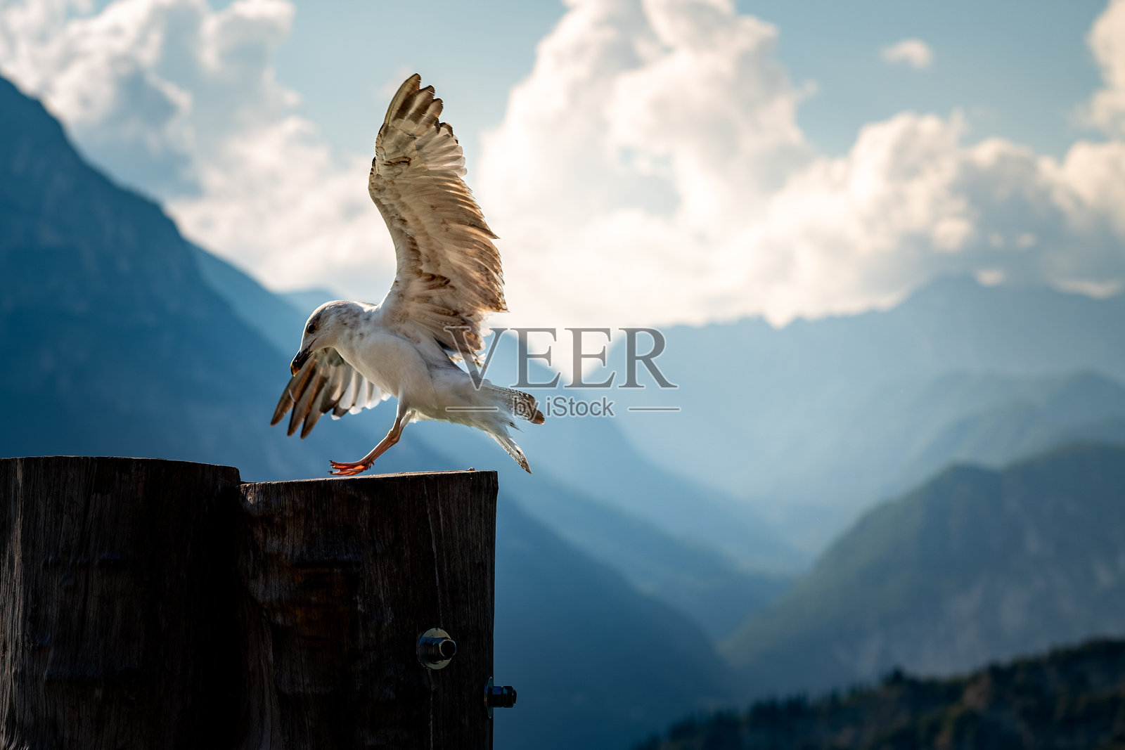 一只海鸥。照片摄影图片