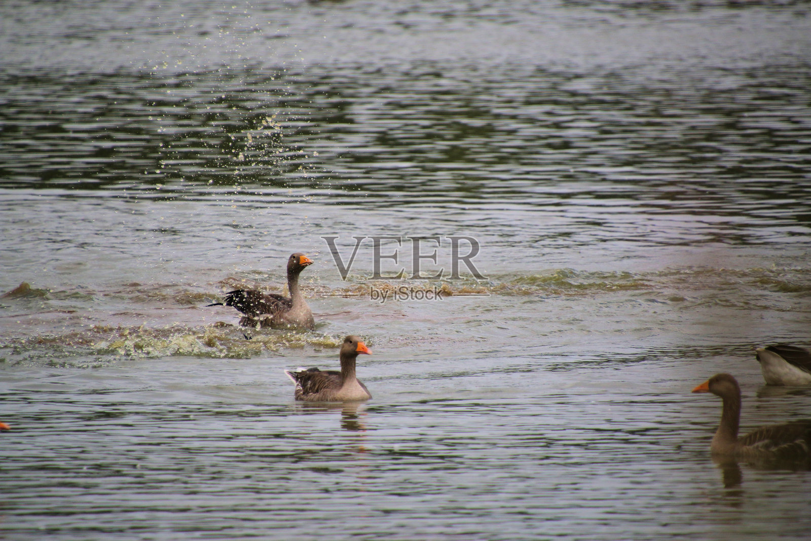 水中灰雁的景象照片摄影图片