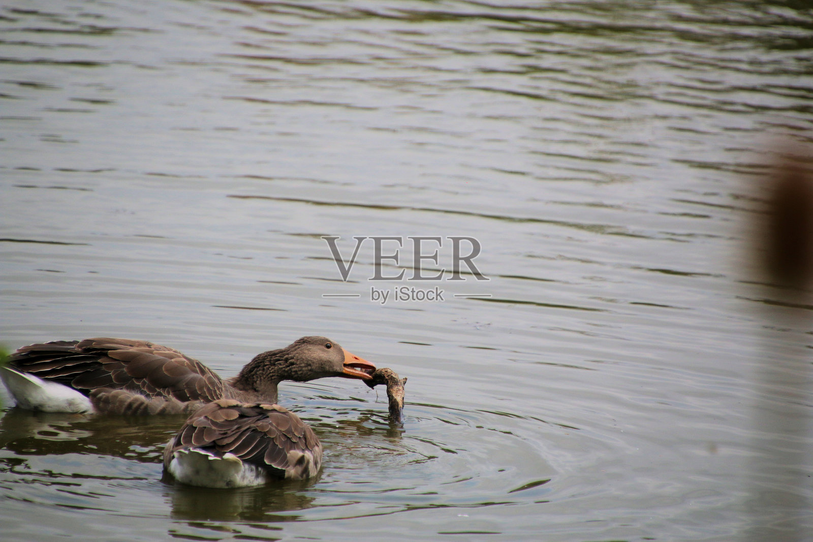 水中灰雁的景象照片摄影图片