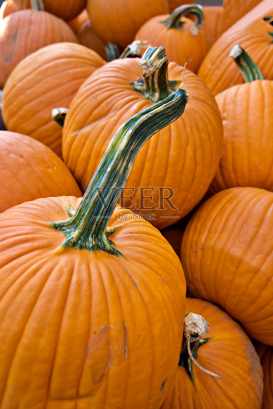 南瓜特写镜头照片摄影图片