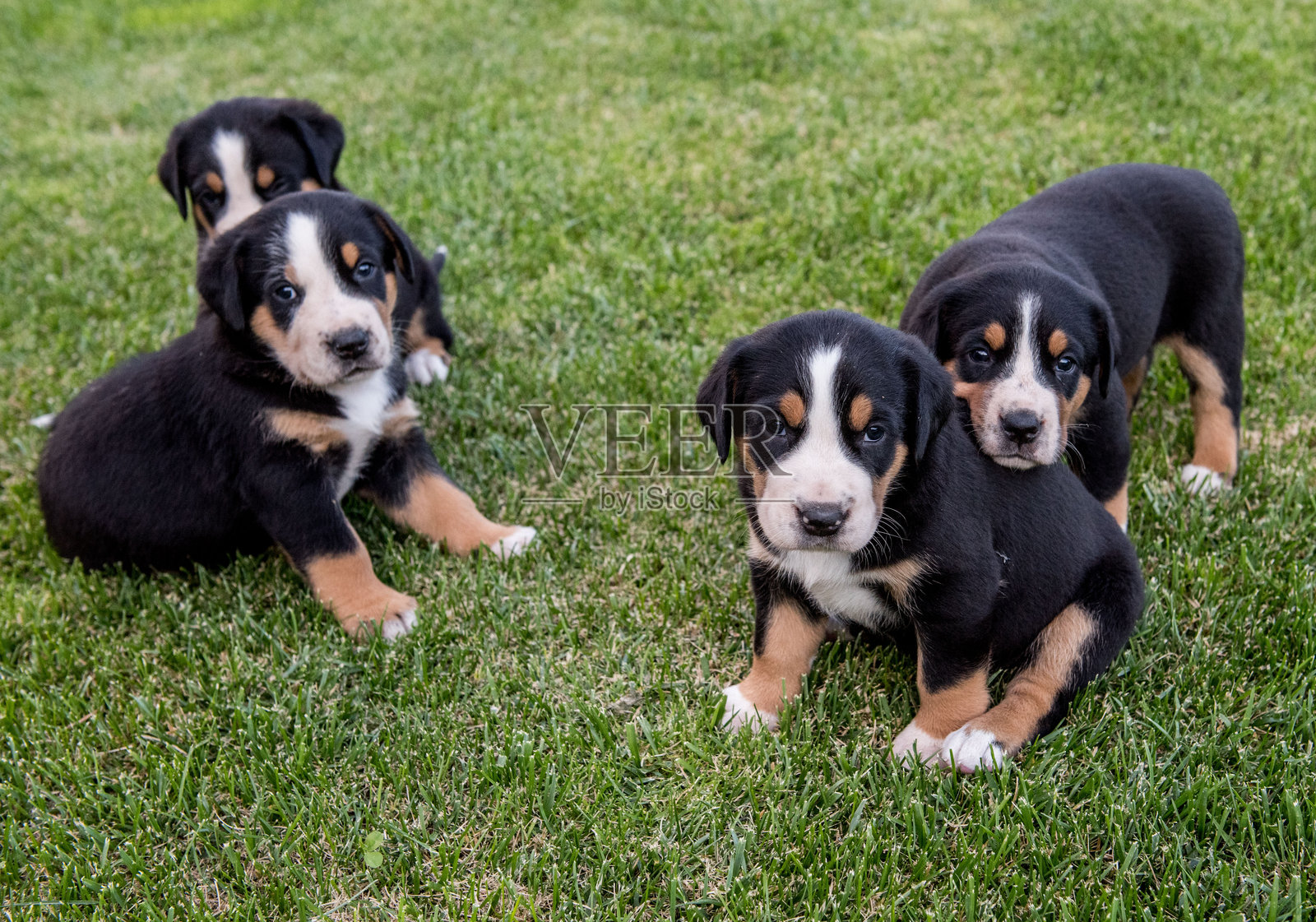瑞士山犬幼犬照片摄影图片