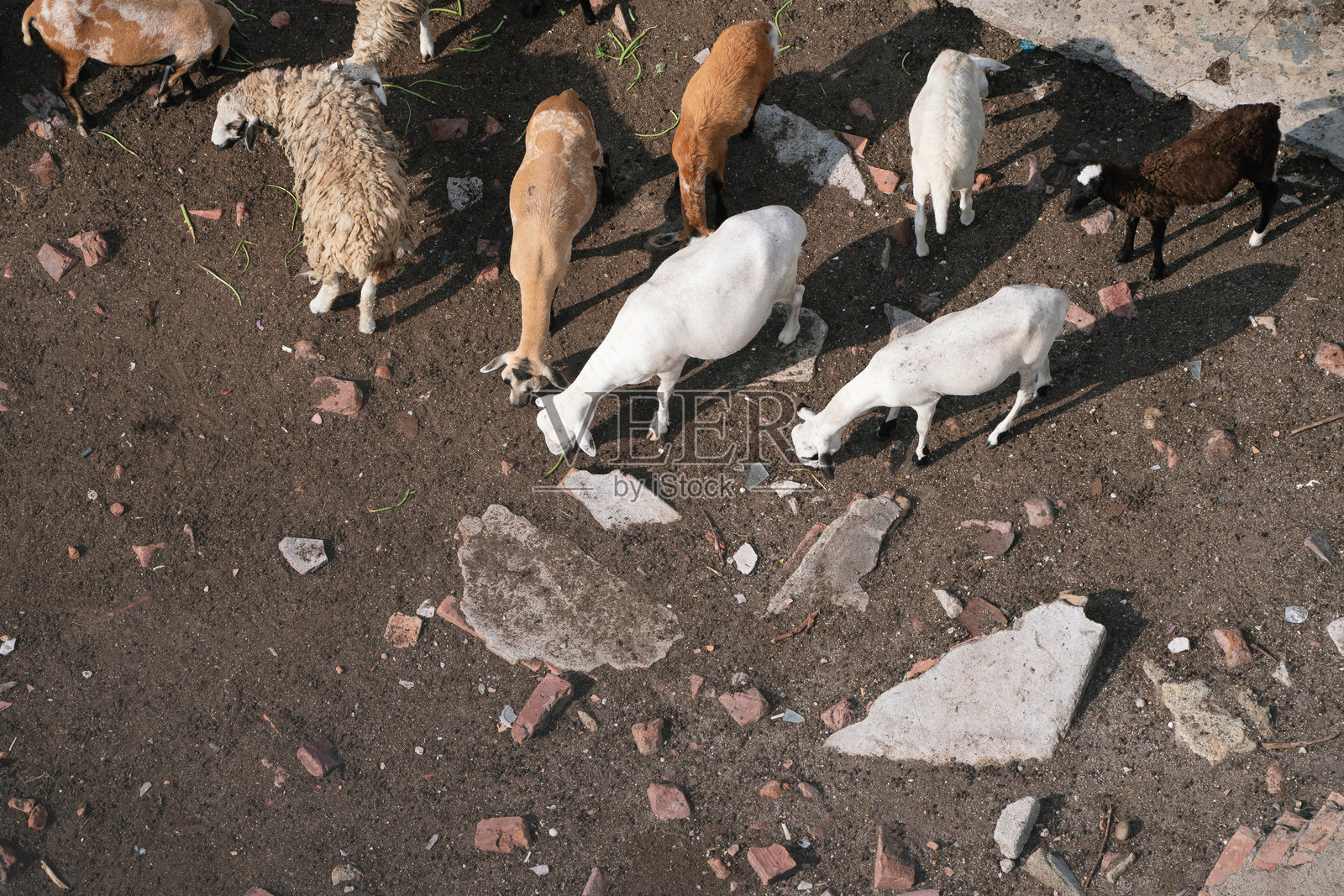 从上方俯视一群棕白相间的小羊在开阔的草地上吃草。照片摄影图片