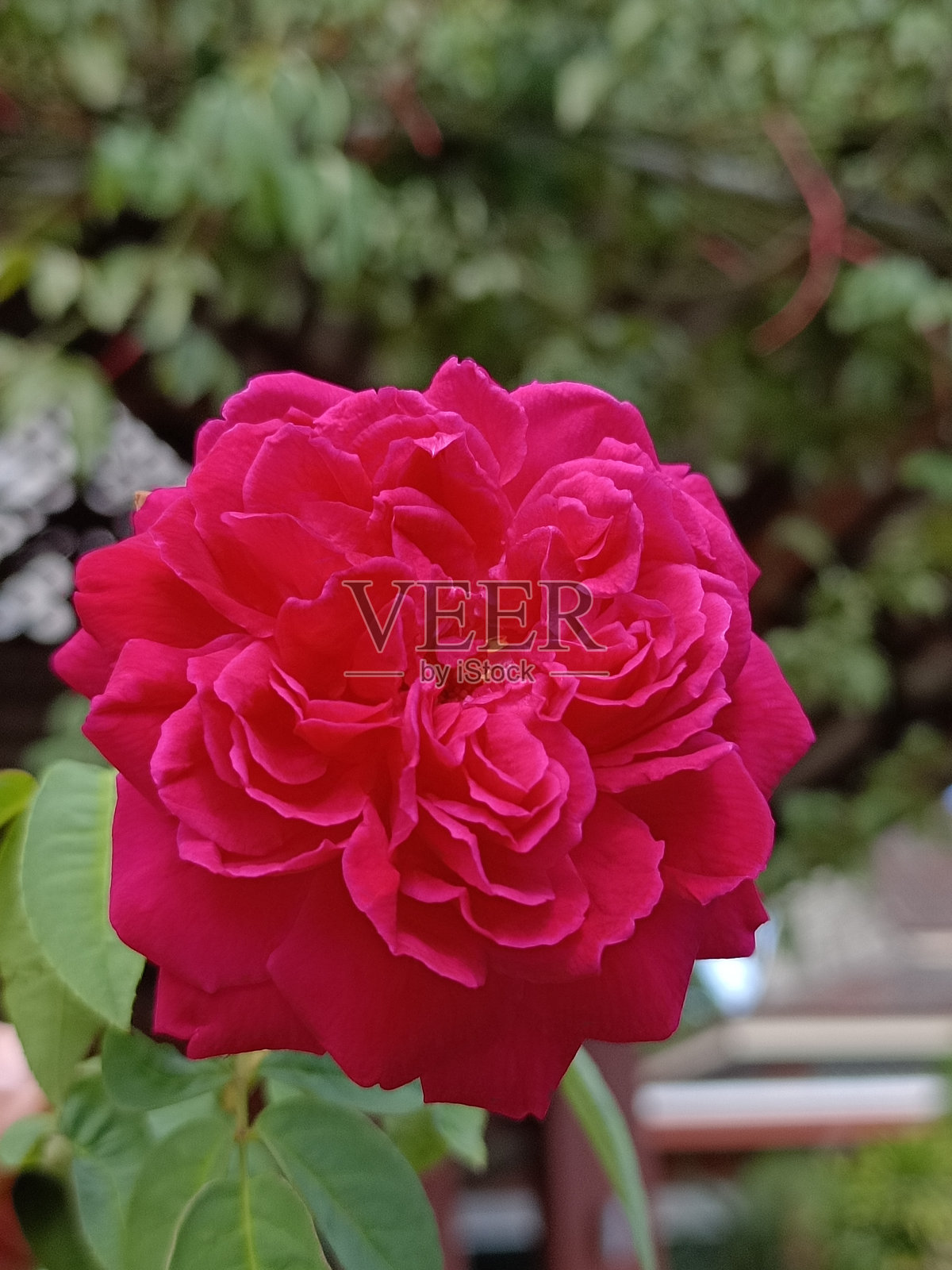 花园中盛开的美丽红玫瑰照片摄影图片