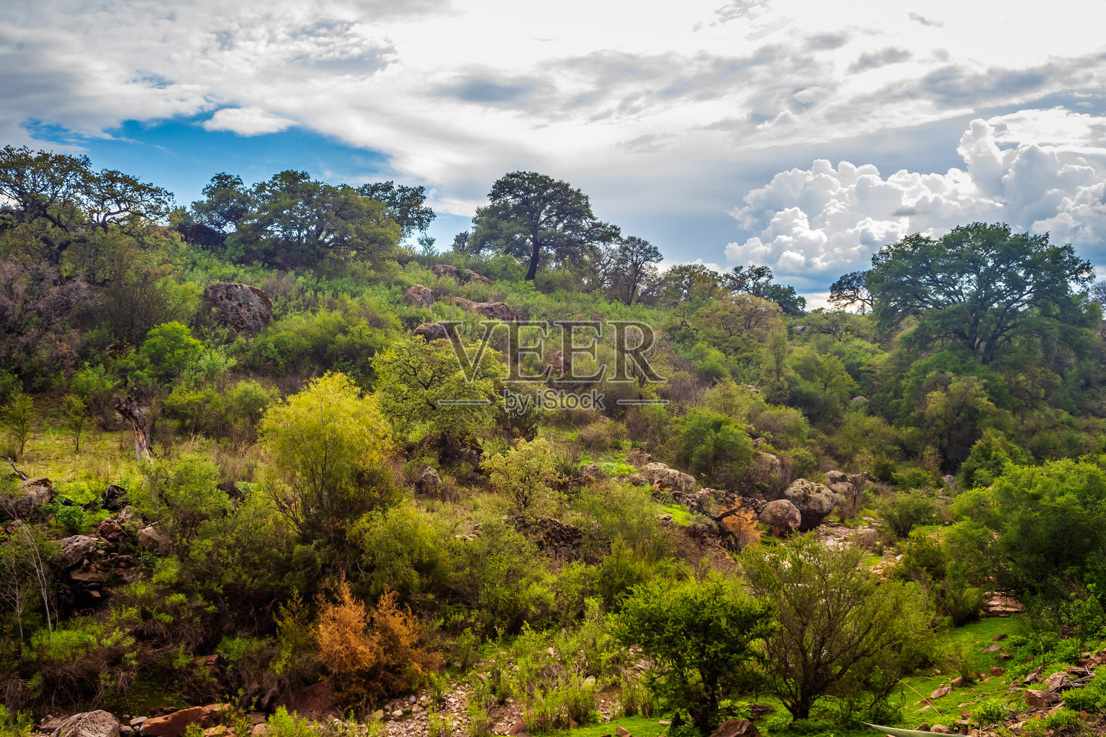 自然风光，低矮的落叶林，阳光明媚的日子在萨卡特卡斯州的蒙特埃斯科贝多的兰乔洛斯卡尔多斯照片摄影图片