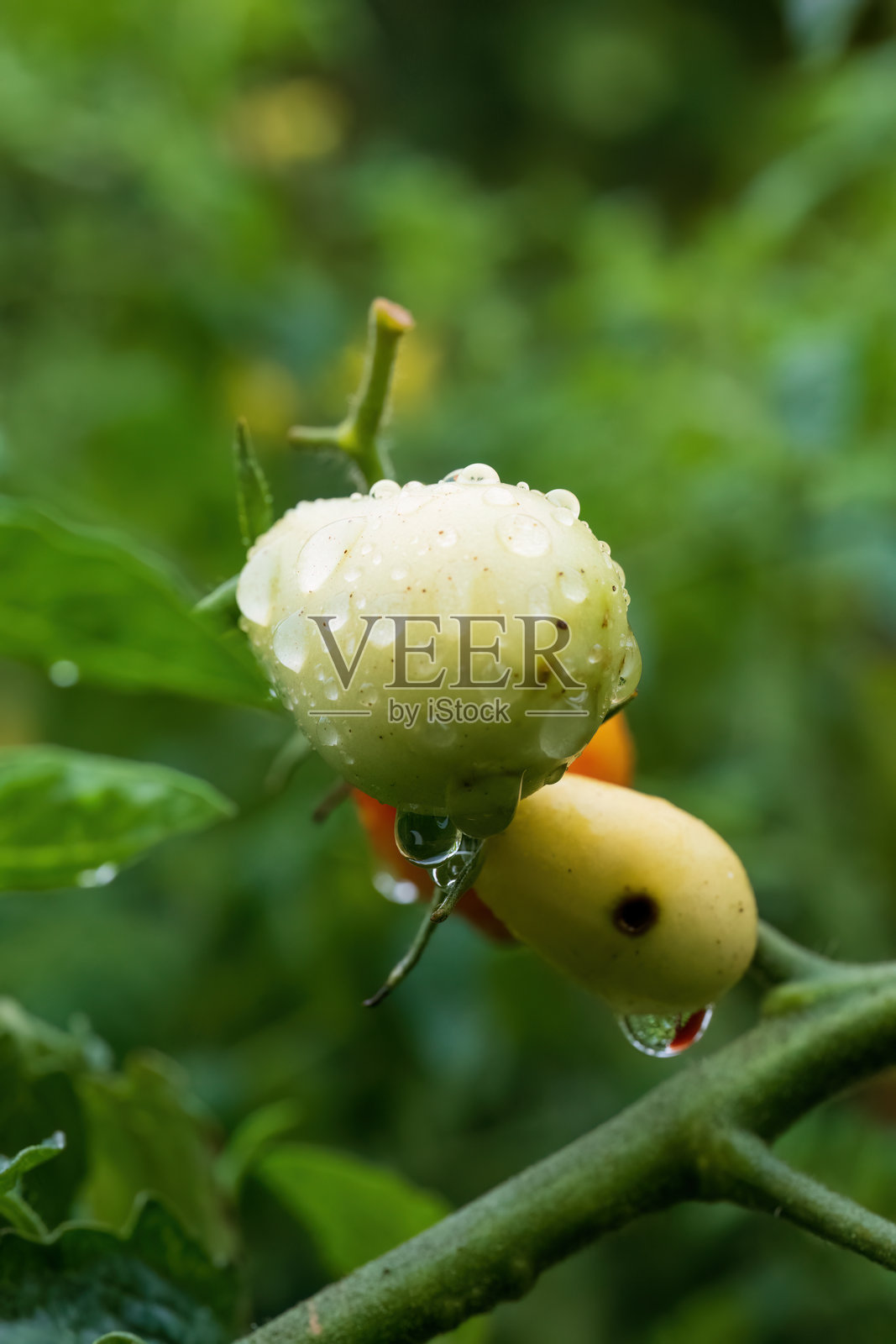 未成熟的绿色番茄上沾满了雨滴照片摄影图片