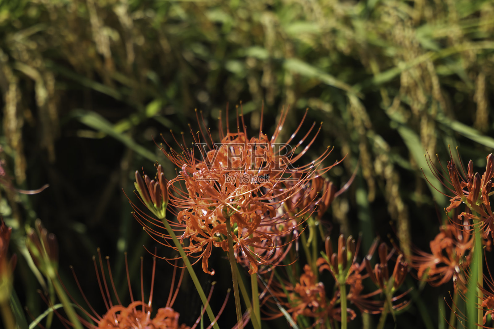 红色彼岸花与稻田，秋季风景照片摄影图片