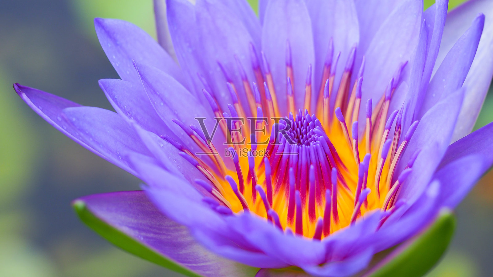鲜艳的睡莲特写 - 适合自然主题装饰和植物研究的惊艳微距摄影照片摄影图片