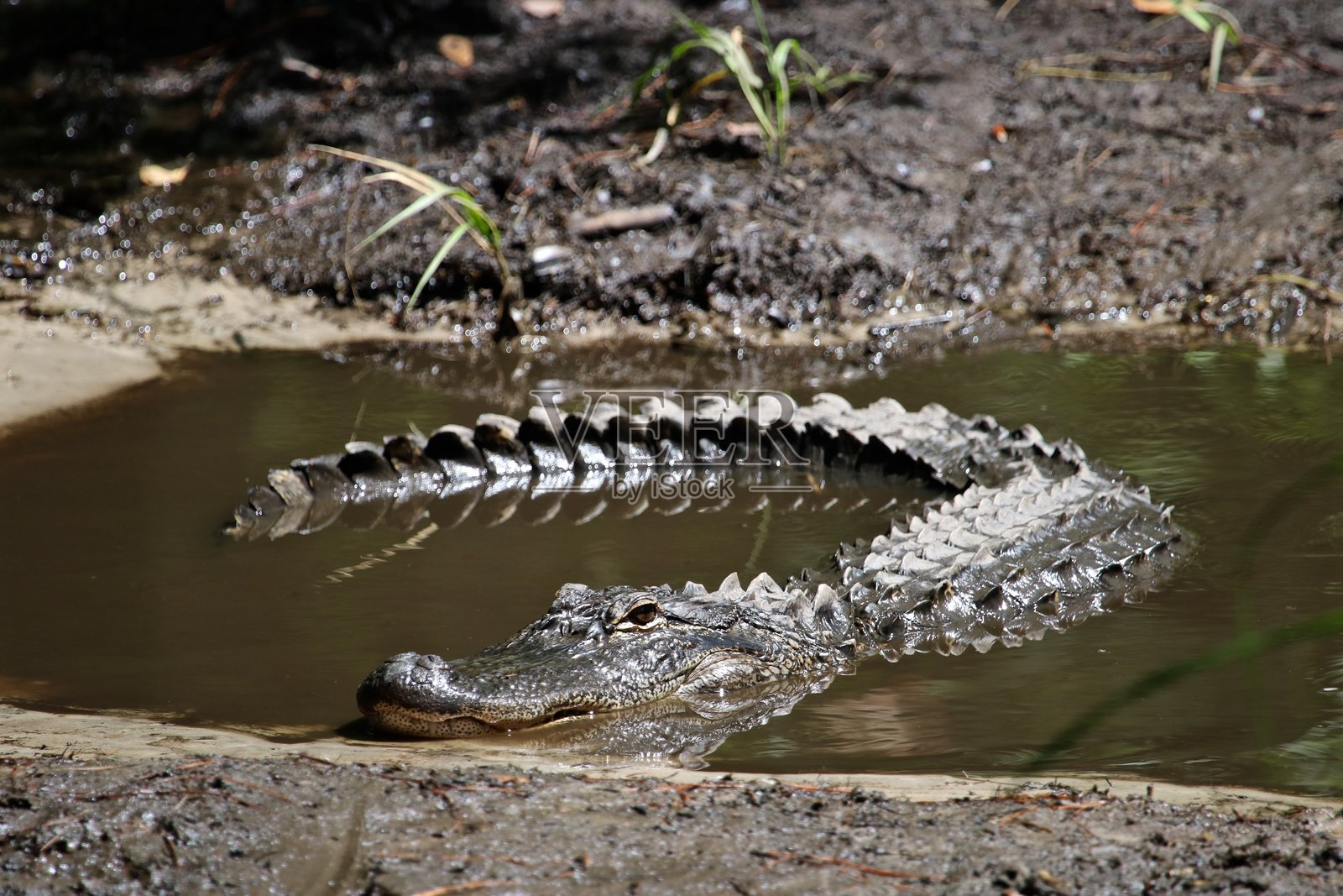 奥特兰德鳄鱼照片摄影图片