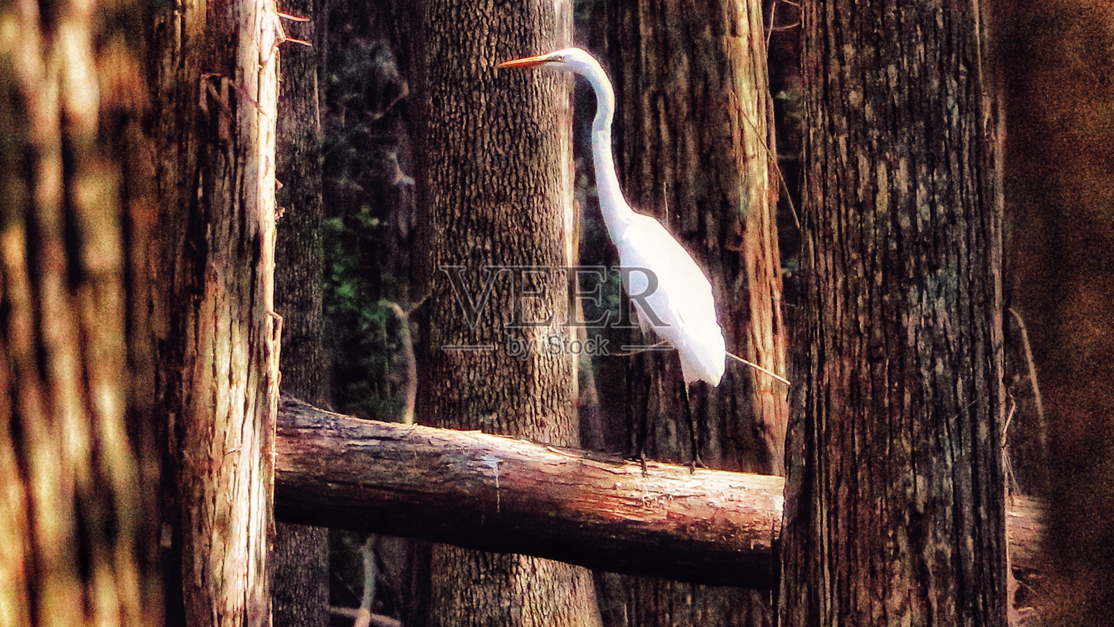 在柏树之间照片摄影图片