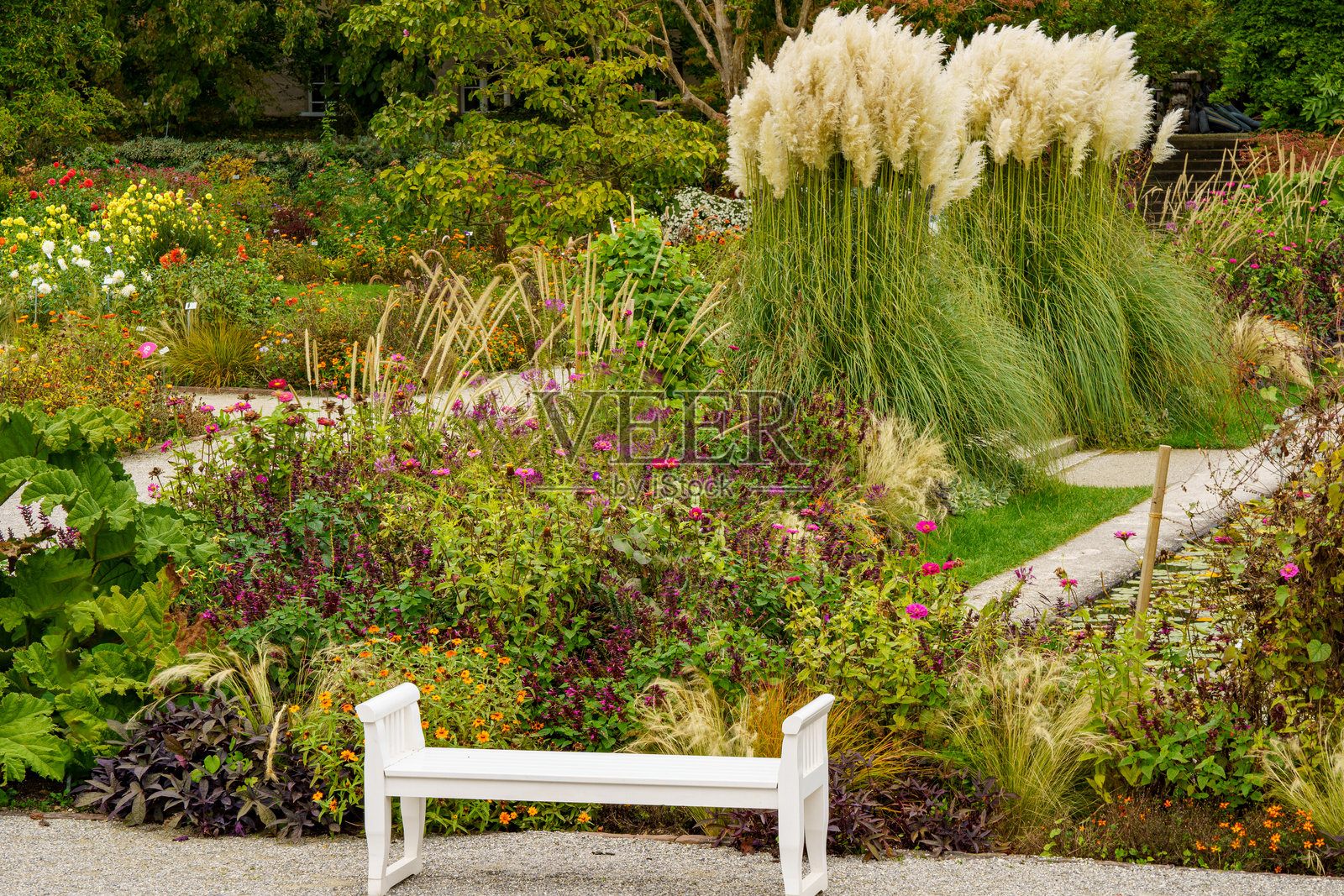 美丽的公园景观，盛开的秋季花朵，睡莲池塘和高大的芦苇（Cortaderia selloana）。前景是一张白色长椅。照片摄影图片