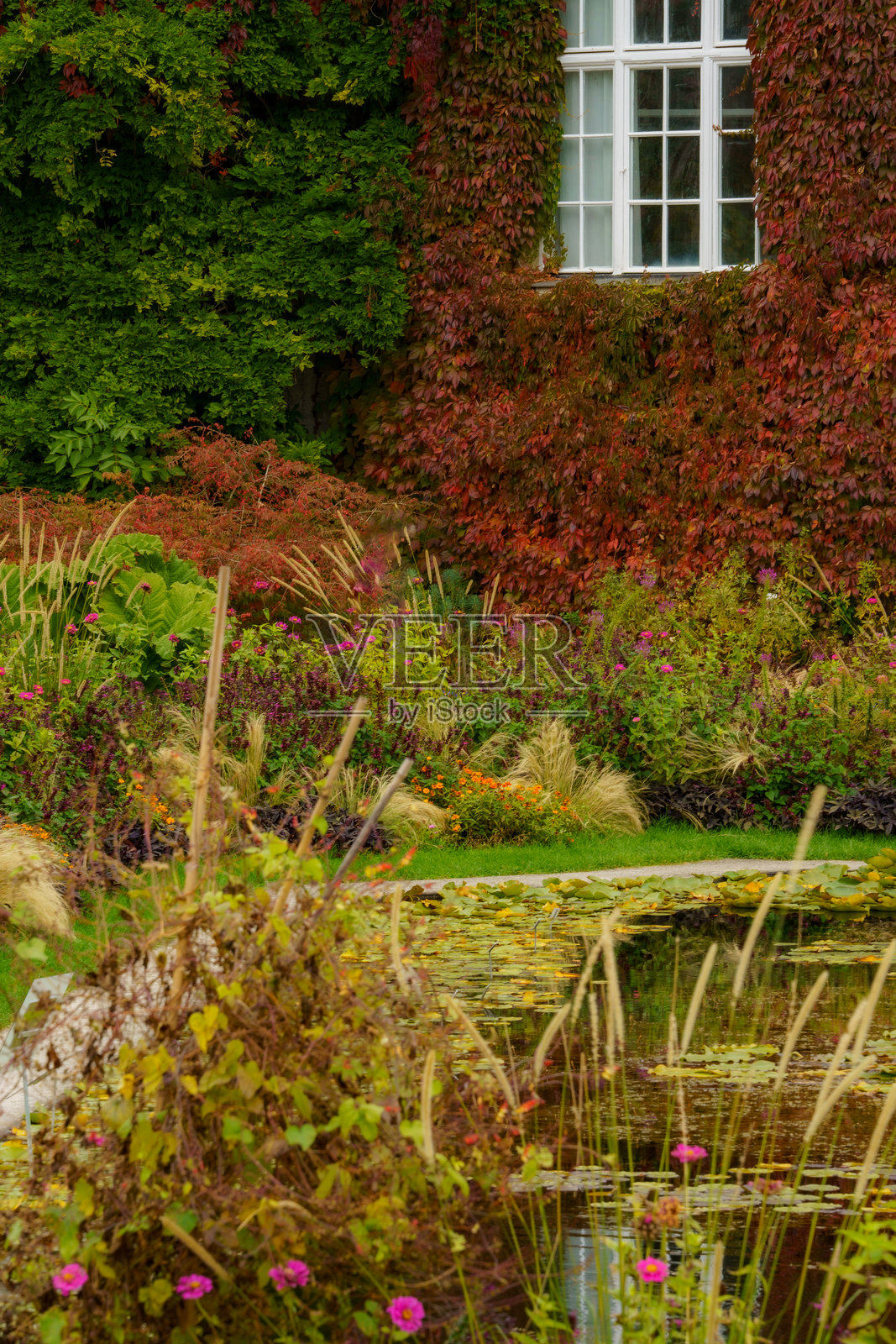 秋季花园景观：建筑前的睡莲池塘被红色藤蔓（五叶地锦）覆盖，四周环绕着五彩缤纷的秋季花朵。照片摄影图片
