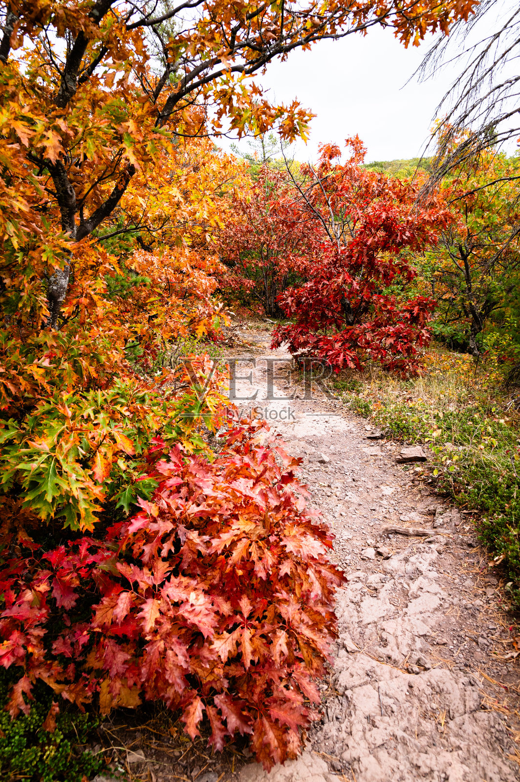秋天的小径通向树林照片摄影图片