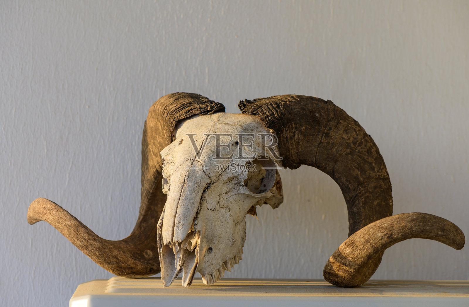 公羊的头骨。死去动物的头部。侧面头骨。偶蹄动物。大扭曲的角。沙漠土地。山羊。侧视图。照片摄影图片