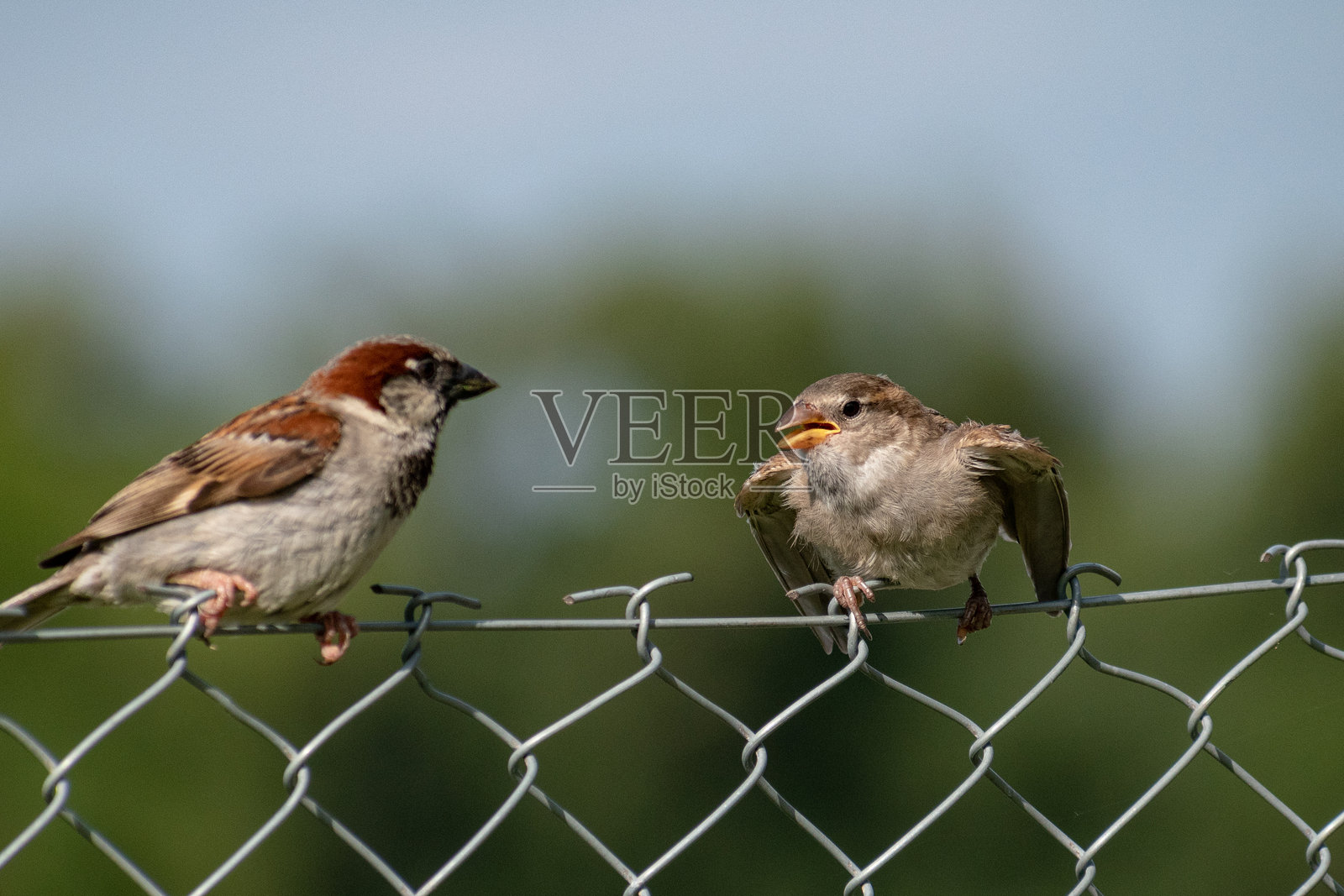 两只麻雀栖息在铁丝围栏上照片摄影图片