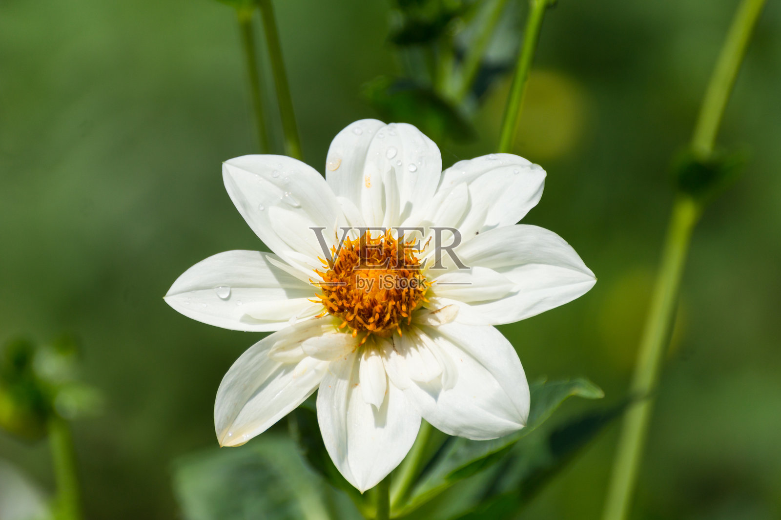 户外盛开的白色花朵特写照片摄影图片