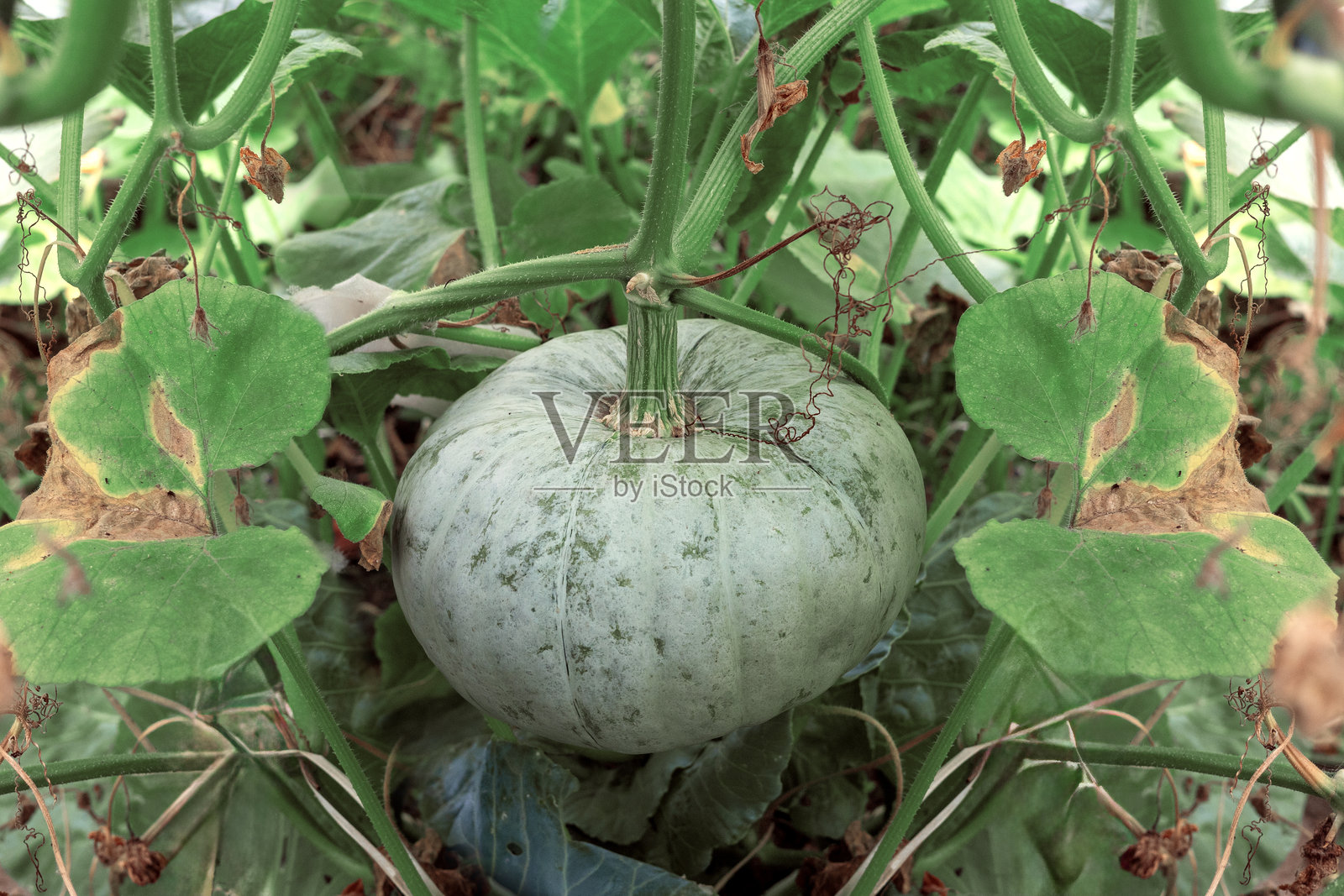 成熟的绿色南瓜在郁郁葱葱的花园中生长照片摄影图片