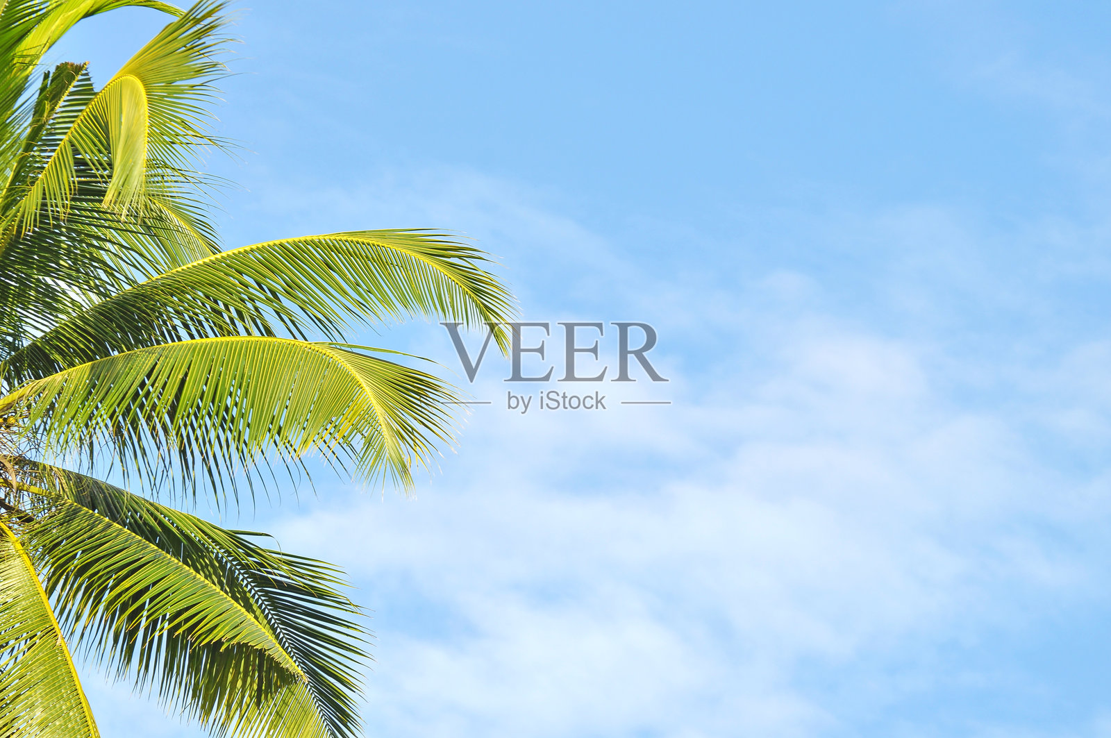 蓝天衬托下的棕榈叶特写照片摄影图片