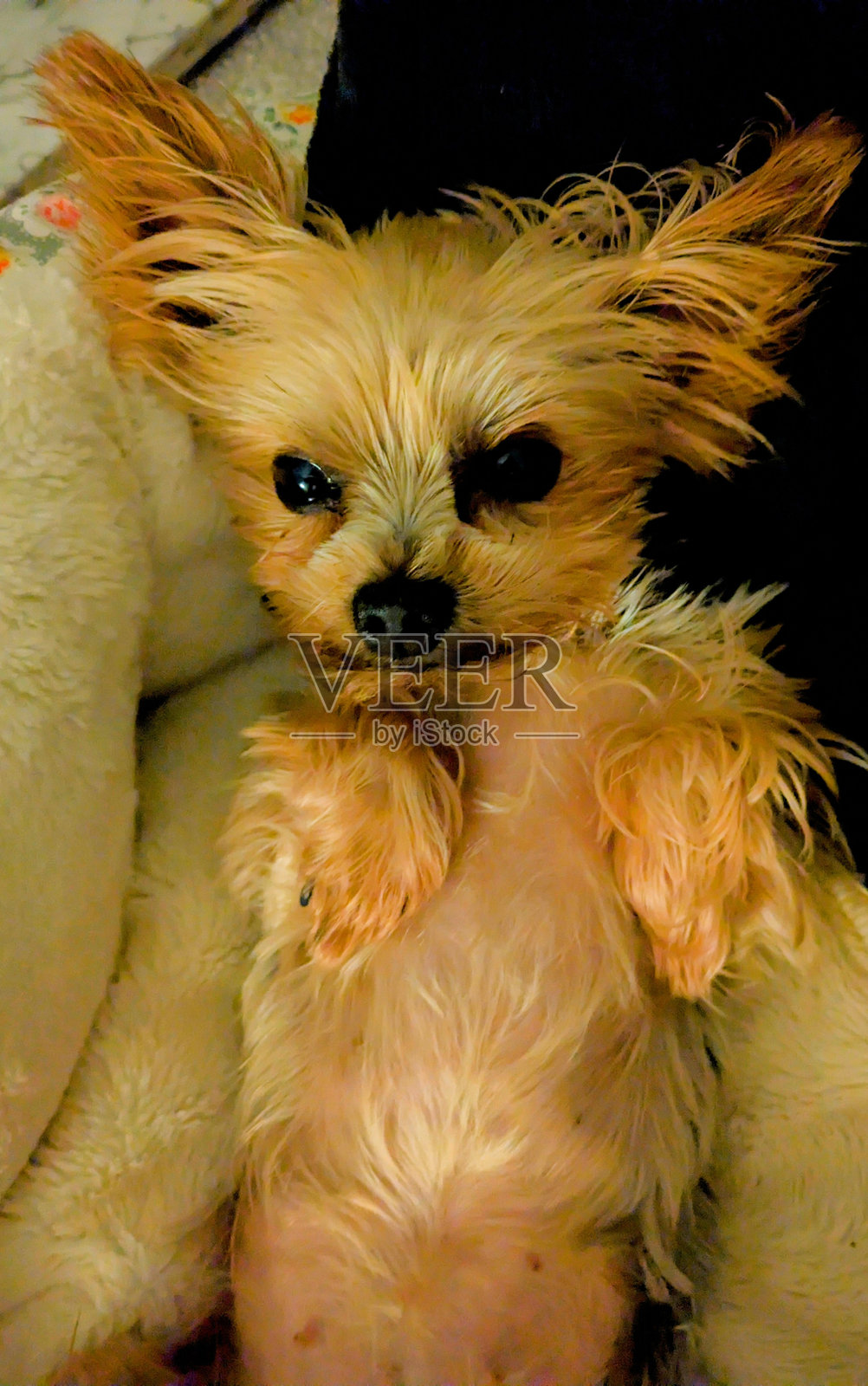 狗躺着照片摄影图片