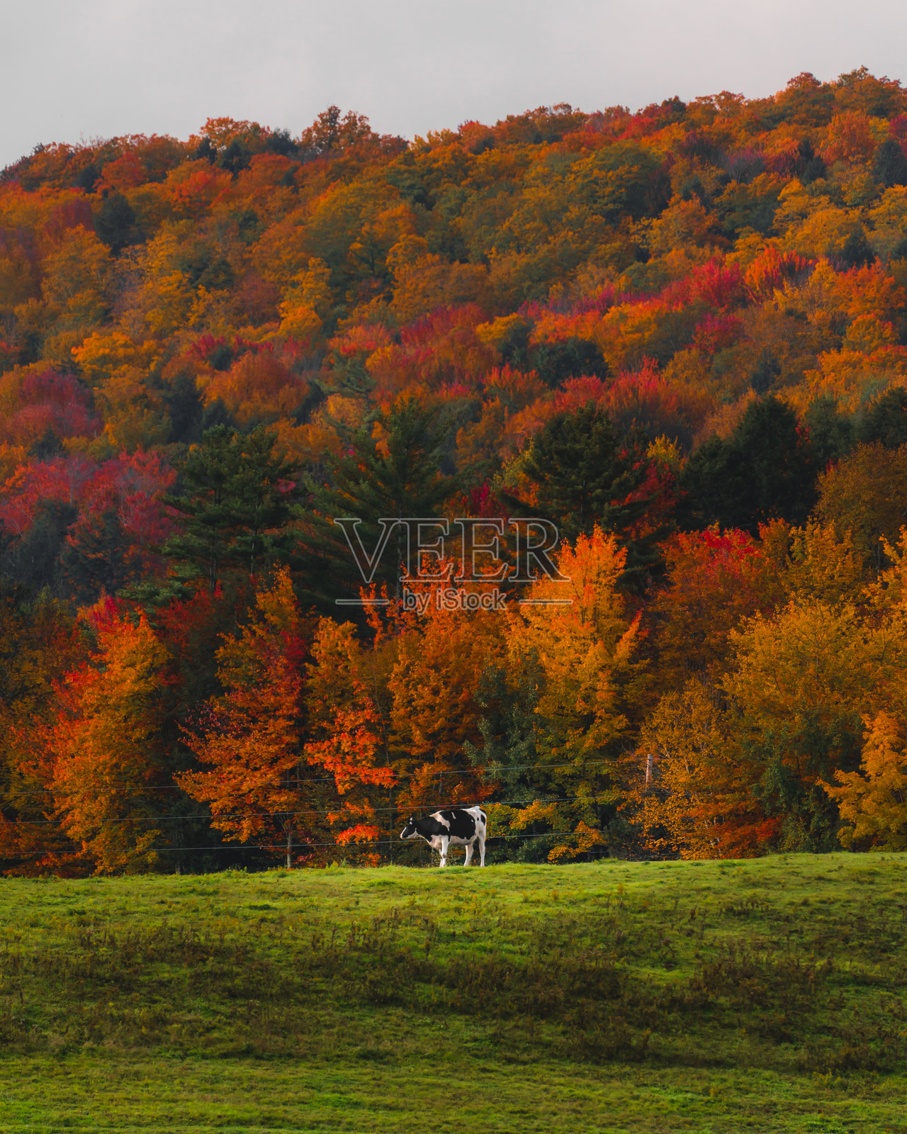 佛蒙特州的黑白奶牛独自站立在农场，秋天的树叶五彩斑斓。绿色的牧场背景是色彩斑斓的秋季森林。乡村风光。照片摄影图片