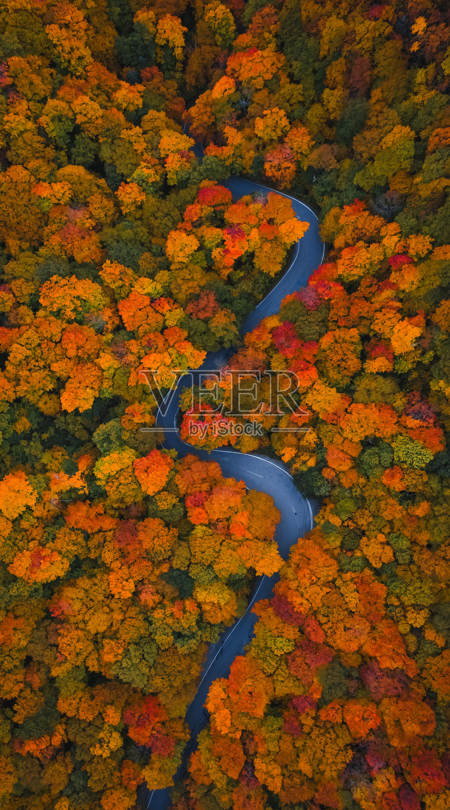 佛蒙特州斯托的著名弯曲道路，走私者峡谷，新英格兰风景公路，秋季森林色彩驱动。美丽的秋季风景。照片摄影图片