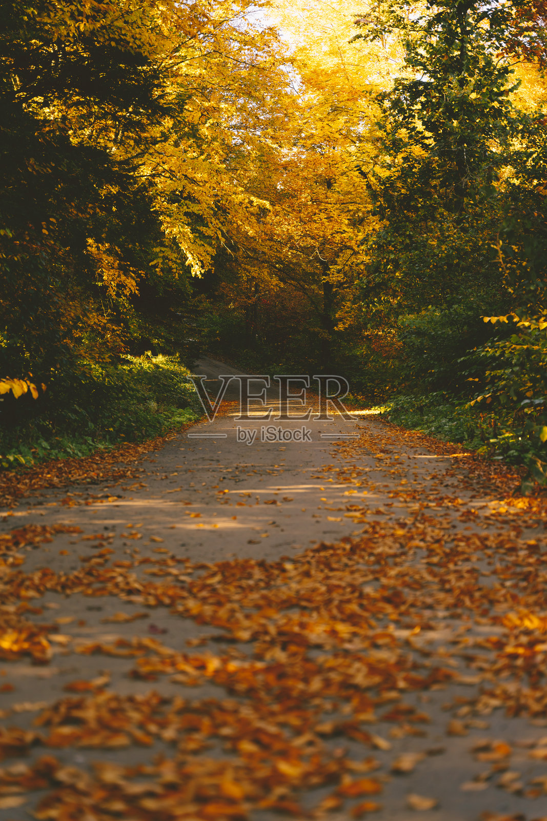 秋季森林中的落叶风景道路。低角度拍摄，地面上散落着树叶，树上有绿色和黄色的叶子，阳光明媚温暖。照片摄影图片