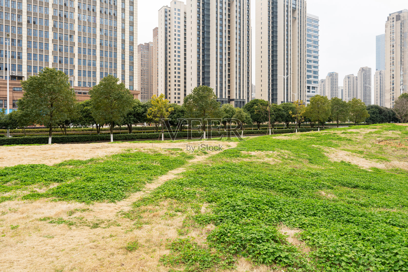上海现代建筑背景下的城市公园照片摄影图片